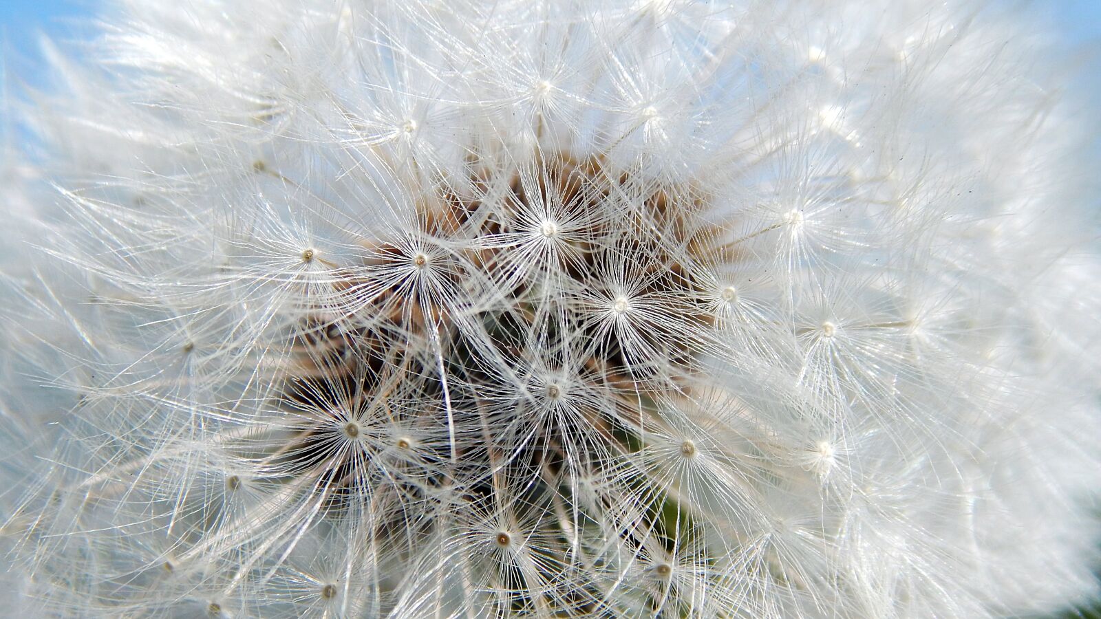 Nikon Coolpix L830 sample photo. Dandelion, nature, fluffy photography
