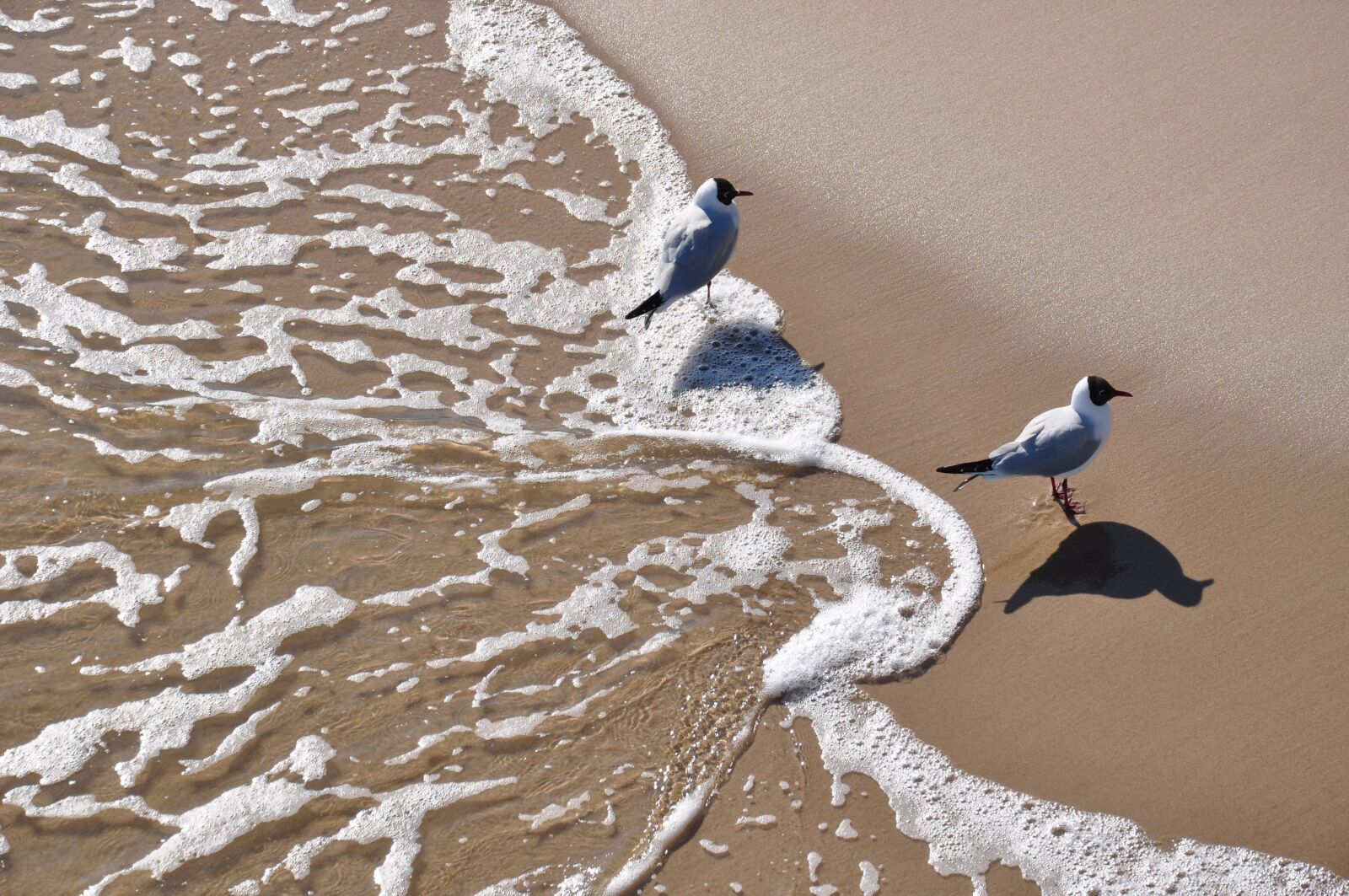 Nikon D5000 sample photo. Gull, beach, water photography