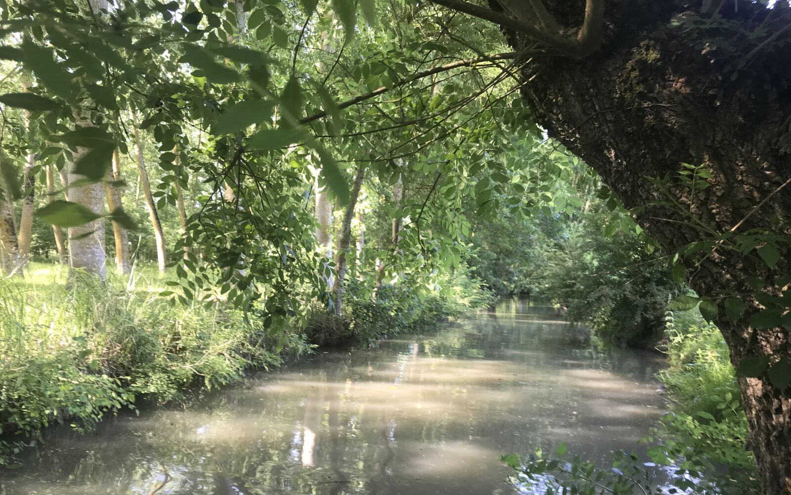 iPhone 7 back camera 3.99mm f/1.8 sample photo. France, charente, marais poitevin photography