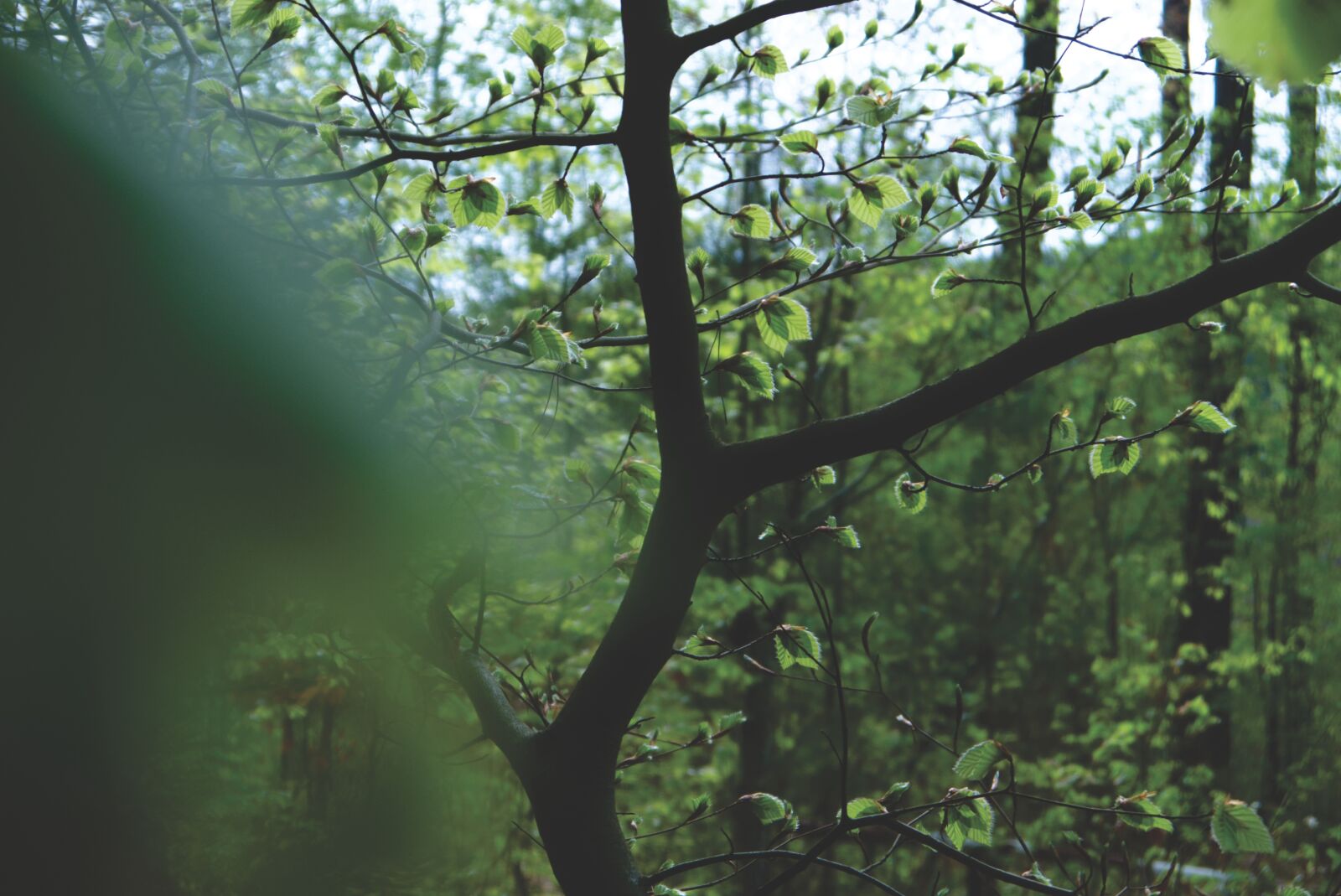 Panasonic Lumix G Vario 14-42mm F3.5-5.6 ASPH OIS sample photo. Forest, landscape, nature photography