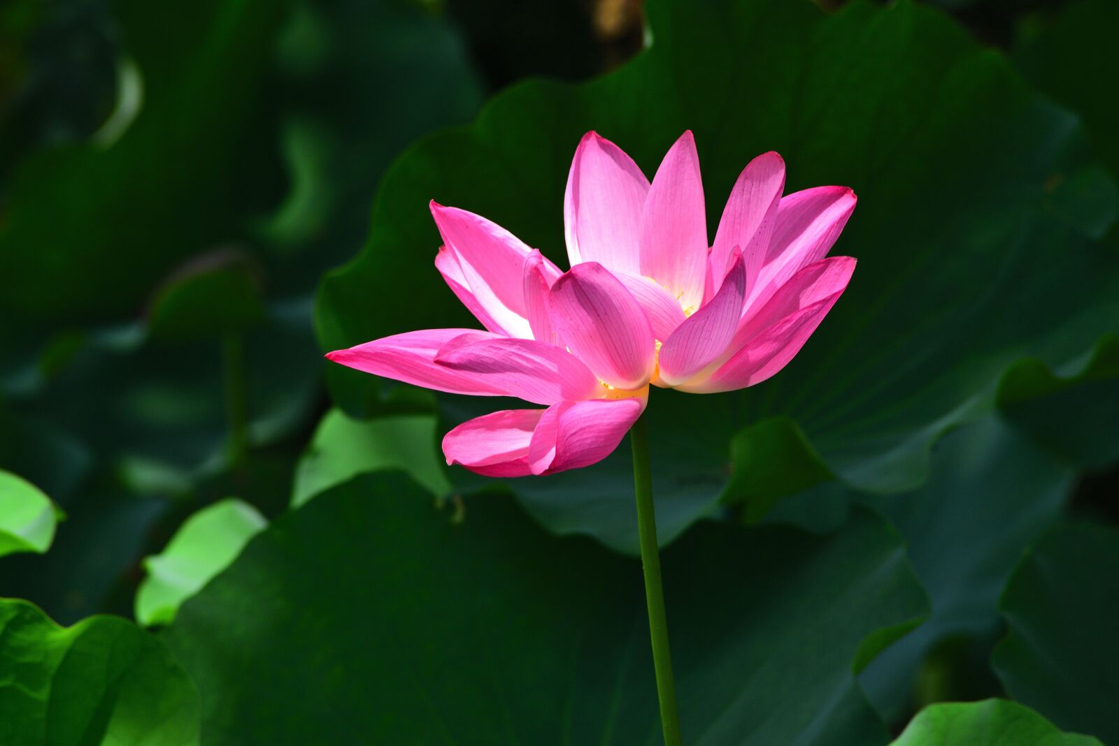 Nikon D750 sample photo. Plant, aquatic plants, flower photography