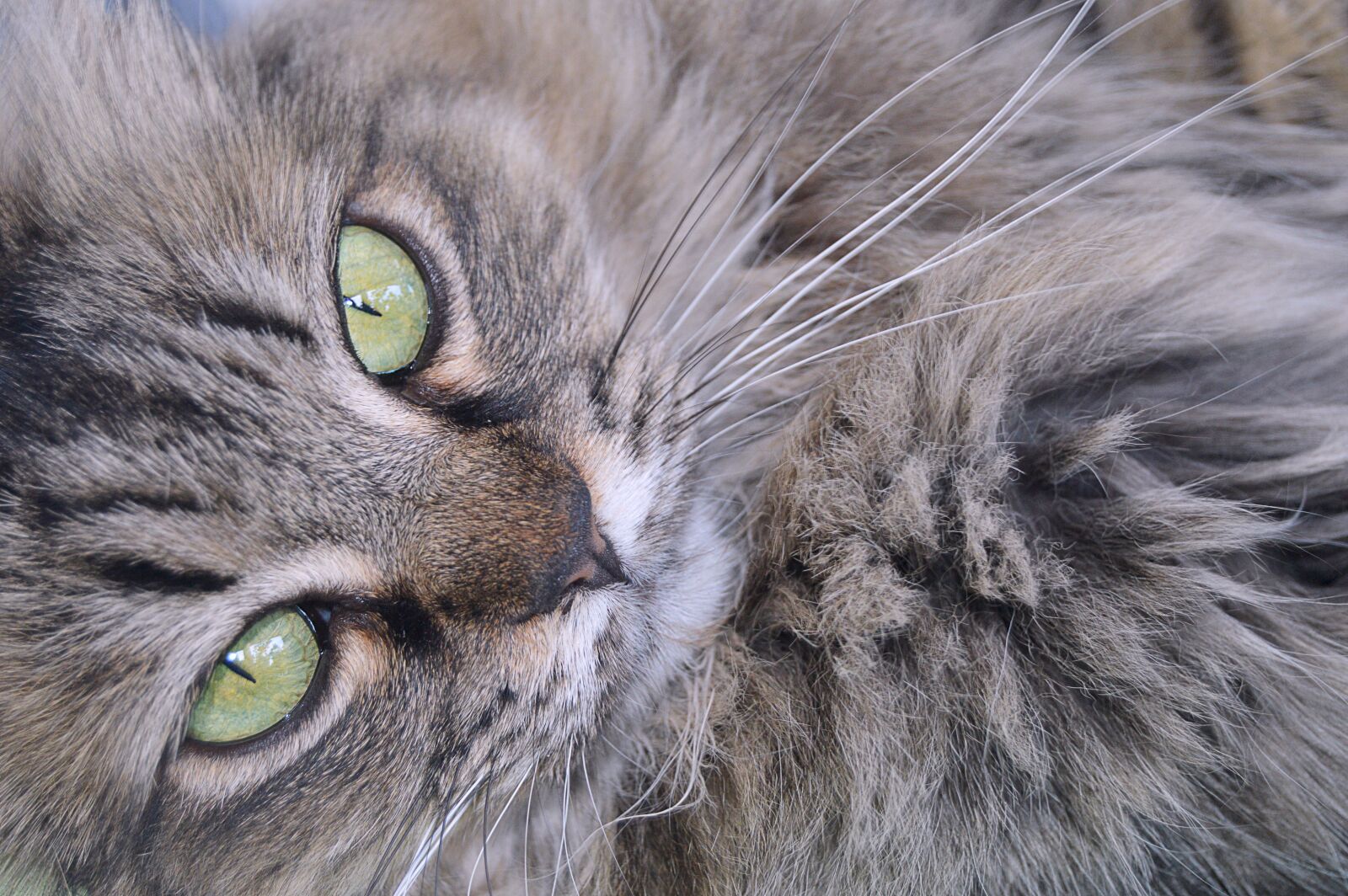 Nikon D3200 sample photo. Cat resting, gata, rest photography