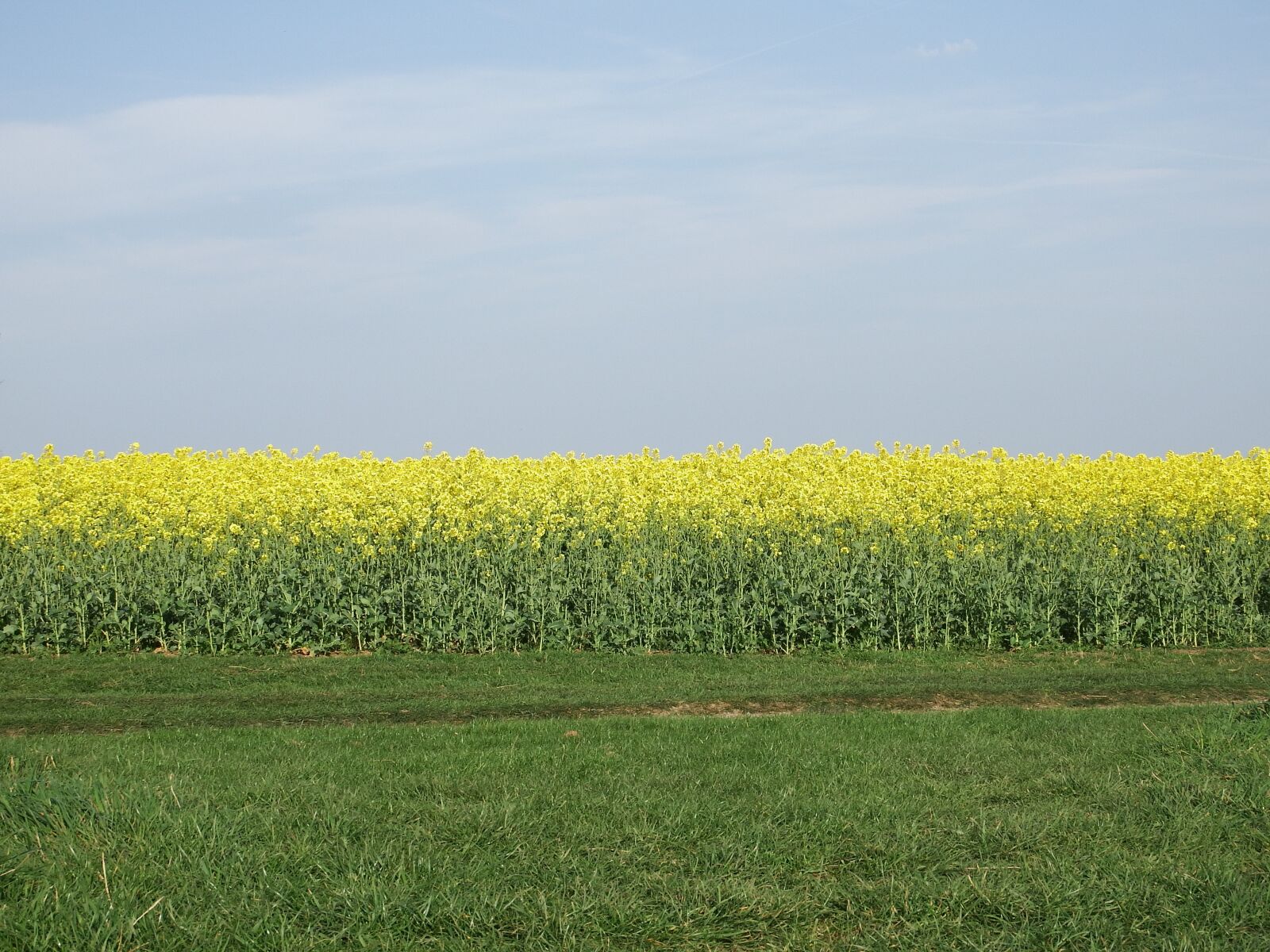 Fujifilm FinePix S1 sample photo. Rapeseed, sky, clouds photography