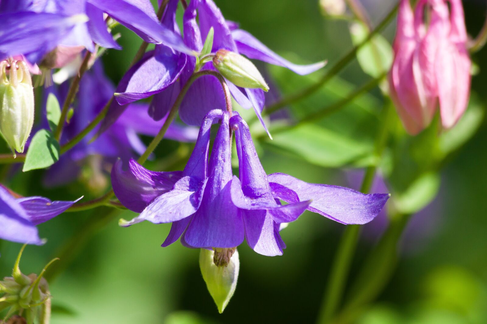 Canon EOS 50D sample photo. Columbine, flower, blossom photography