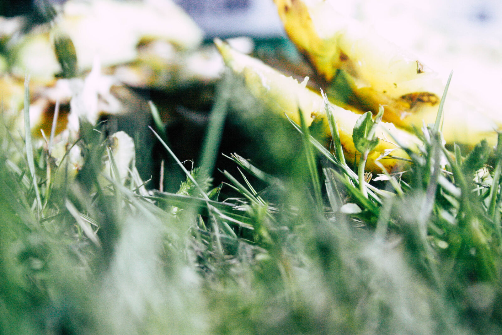 Canon EOS 20D sample photo. Compost, cut, food, scraps photography