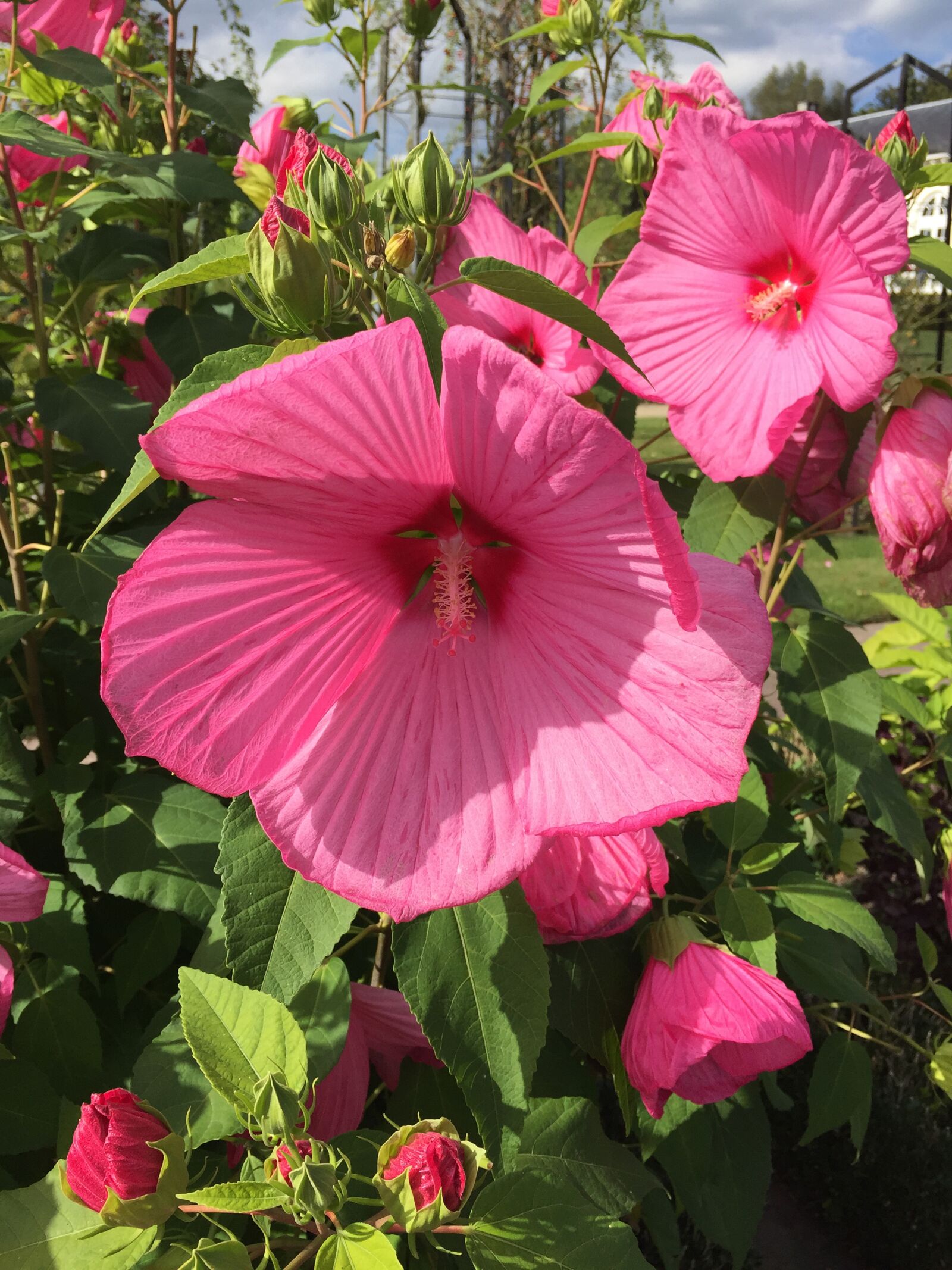 iPhone 6 Plus back camera 4.15mm f/2.2 sample photo. Flowers, pink, nature photography