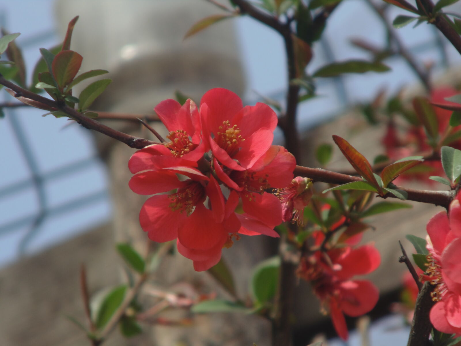 Sony DSC-H100 sample photo