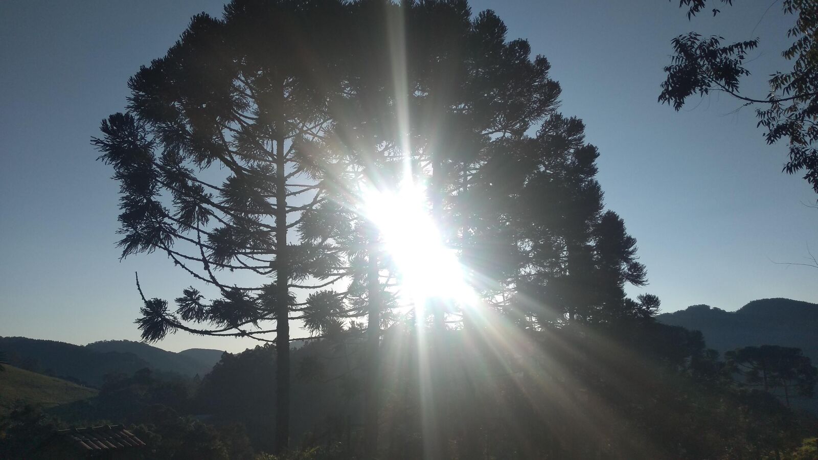 Motorola moto g(6) play sample photo. Sunset, pines, araucaria sun photography