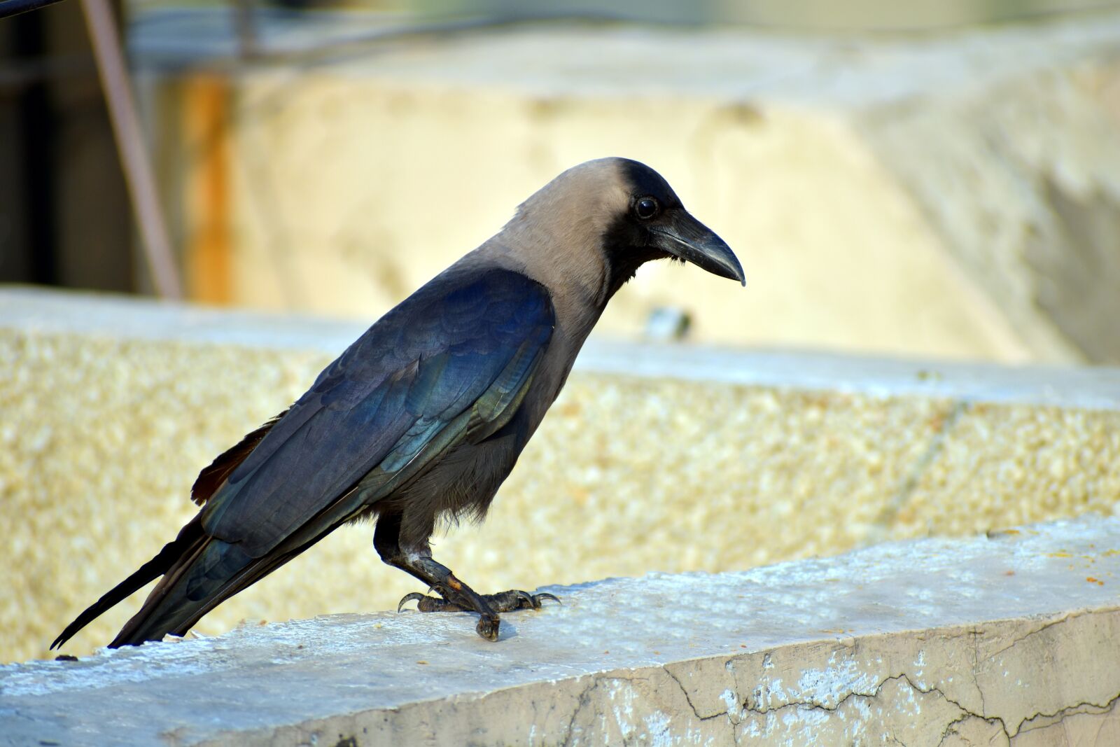 Nikon D5600 sample photo. Crow, grey-necked, corvus photography