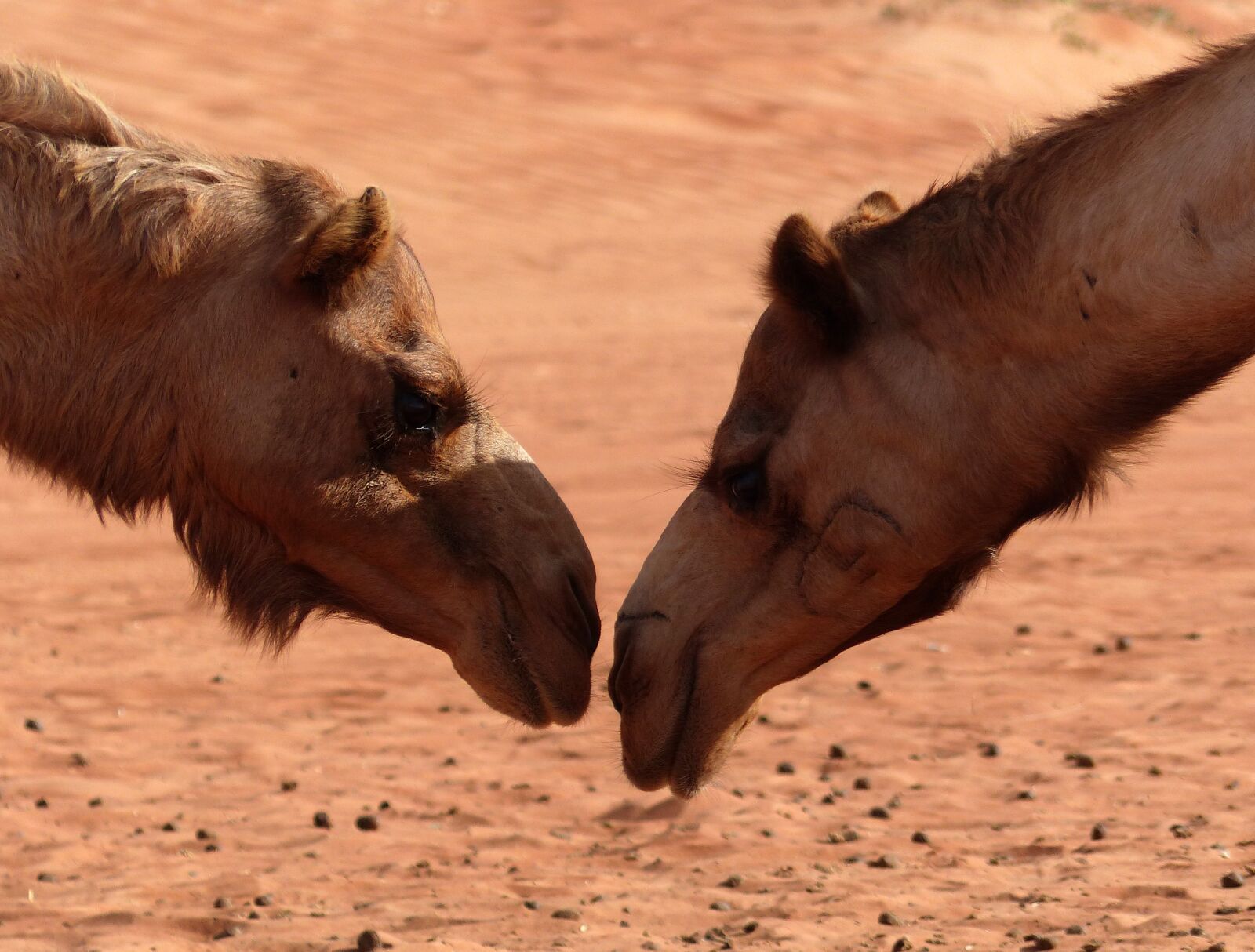 Panasonic Lumix DMC-FZ200 sample photo. Camel, desert, oman photography