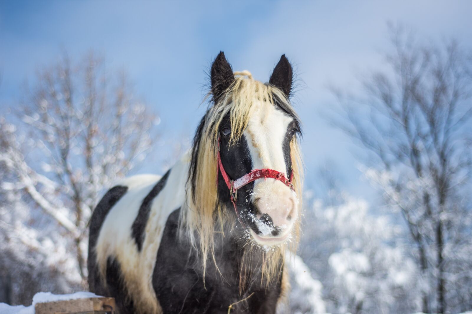 Nikon D7200 sample photo. Horse, farm, winter photography