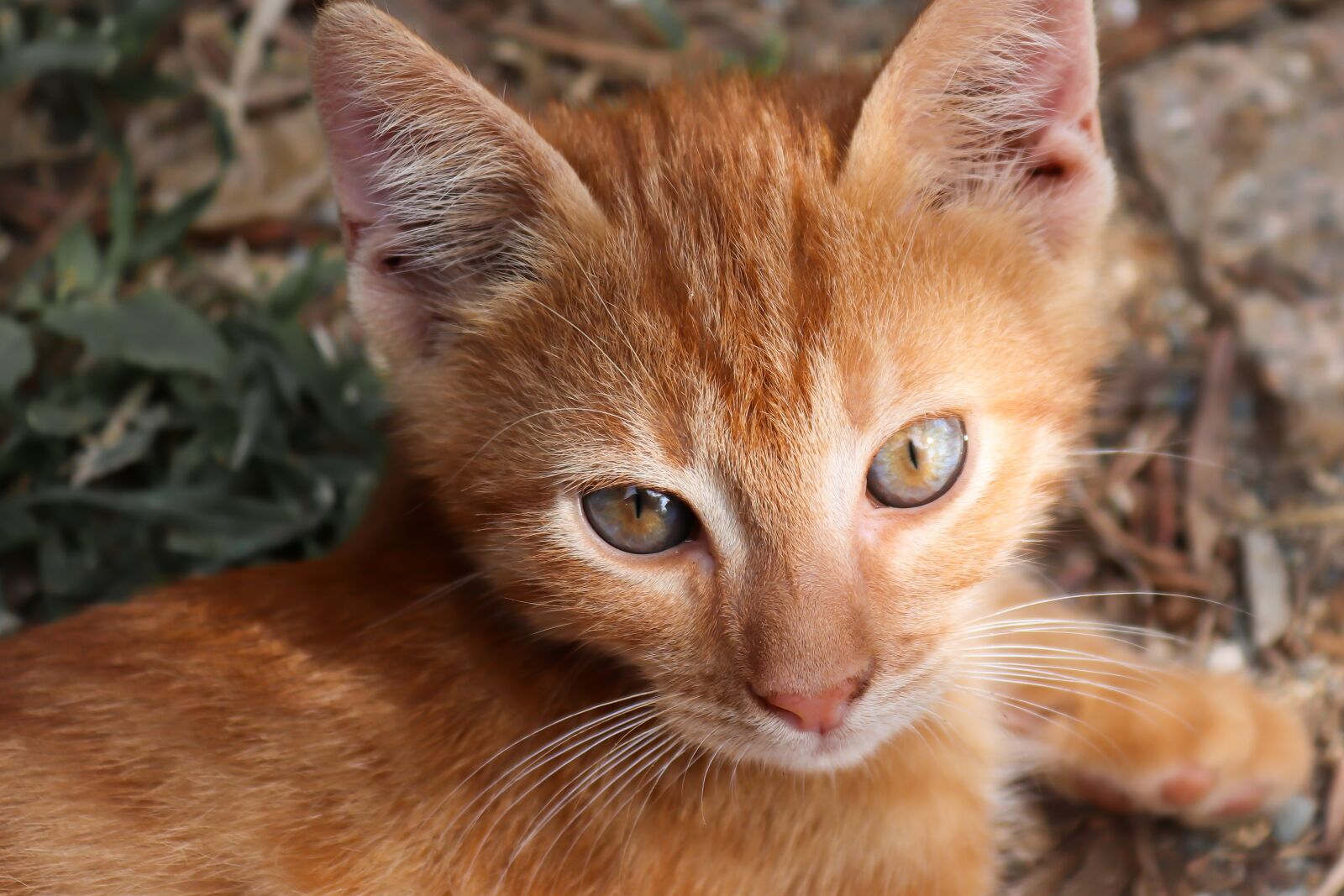 Canon EOS 200D (EOS Rebel SL2 / EOS Kiss X9) sample photo. Cat, small, red photography