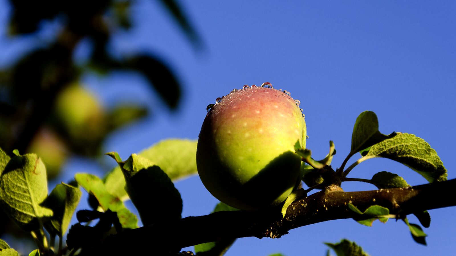 Nikon D5100 sample photo. Apple, nature, spring photography