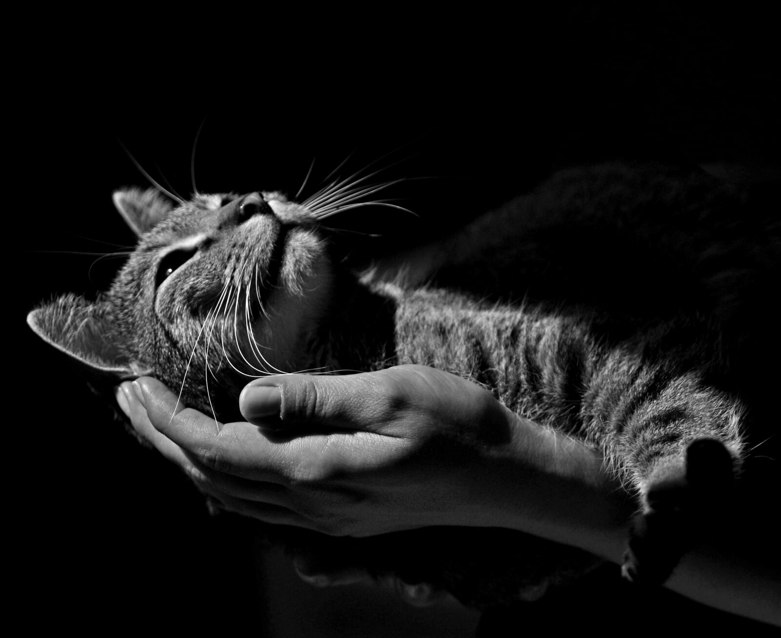 Canon EOS 80D sample photo. Ajaks, cat, sweet photography