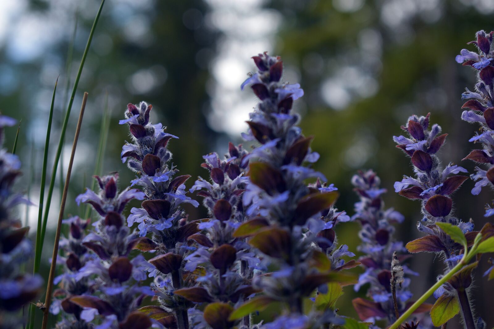 Nikon D3400 sample photo. Forest, nature, landscape photography