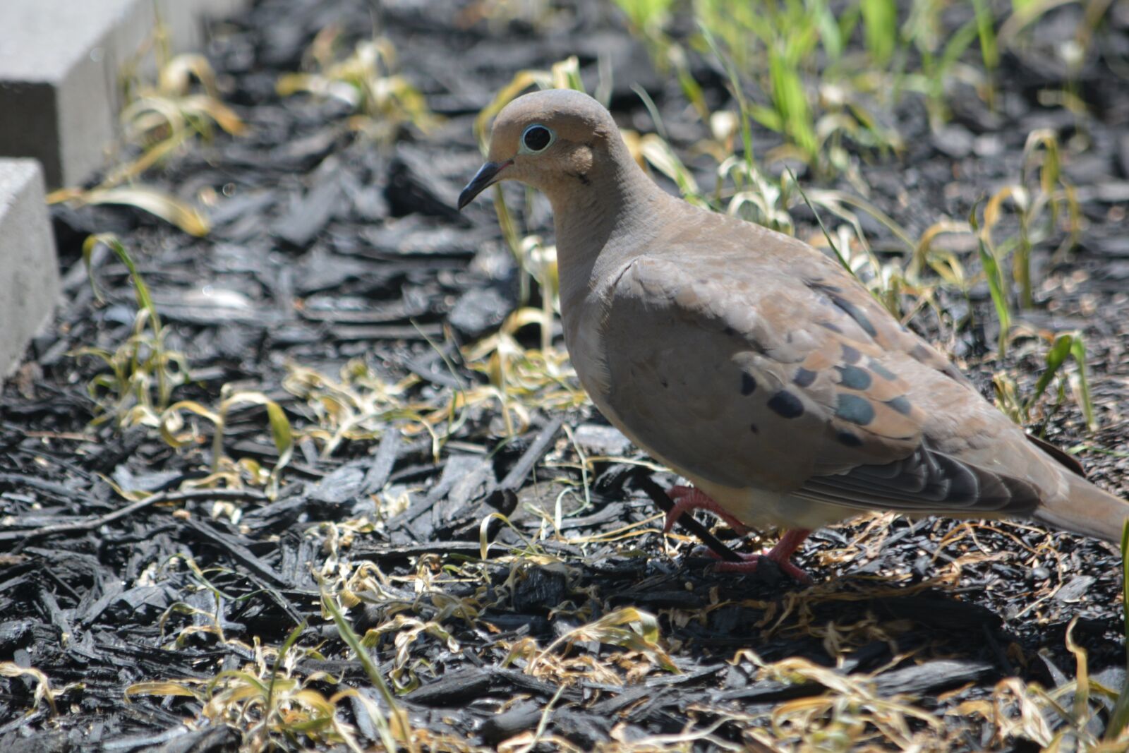 Nikon D5200 sample photo. Mourning dove, bird, dove photography