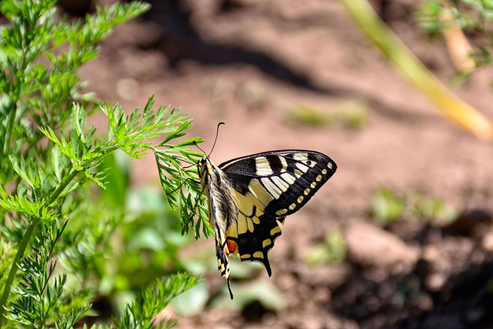 Nikon D5500 sample photo. Butterfly, carrots herb, close photography