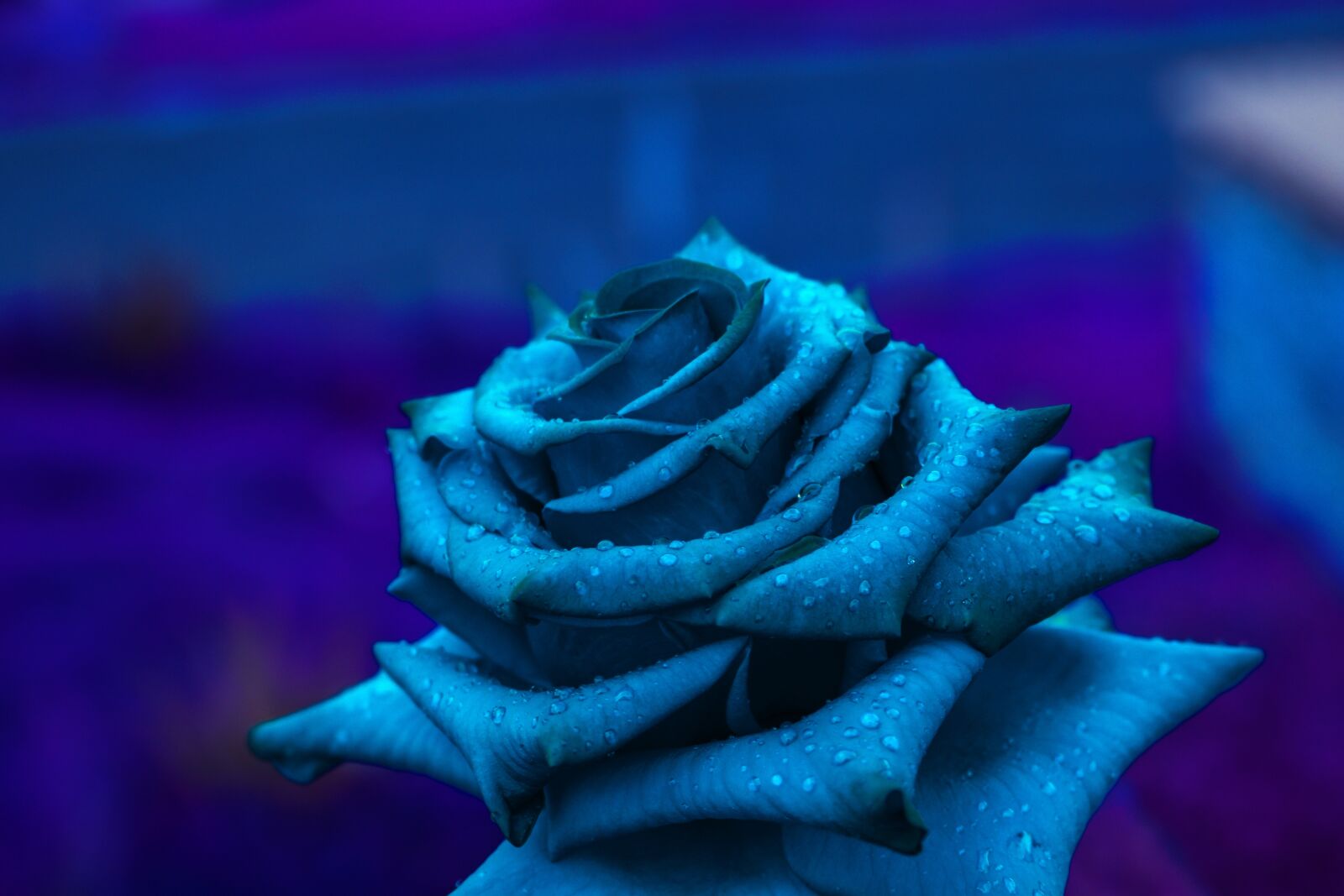 Nikon D3400 sample photo. Rosa, flower, romantic photography
