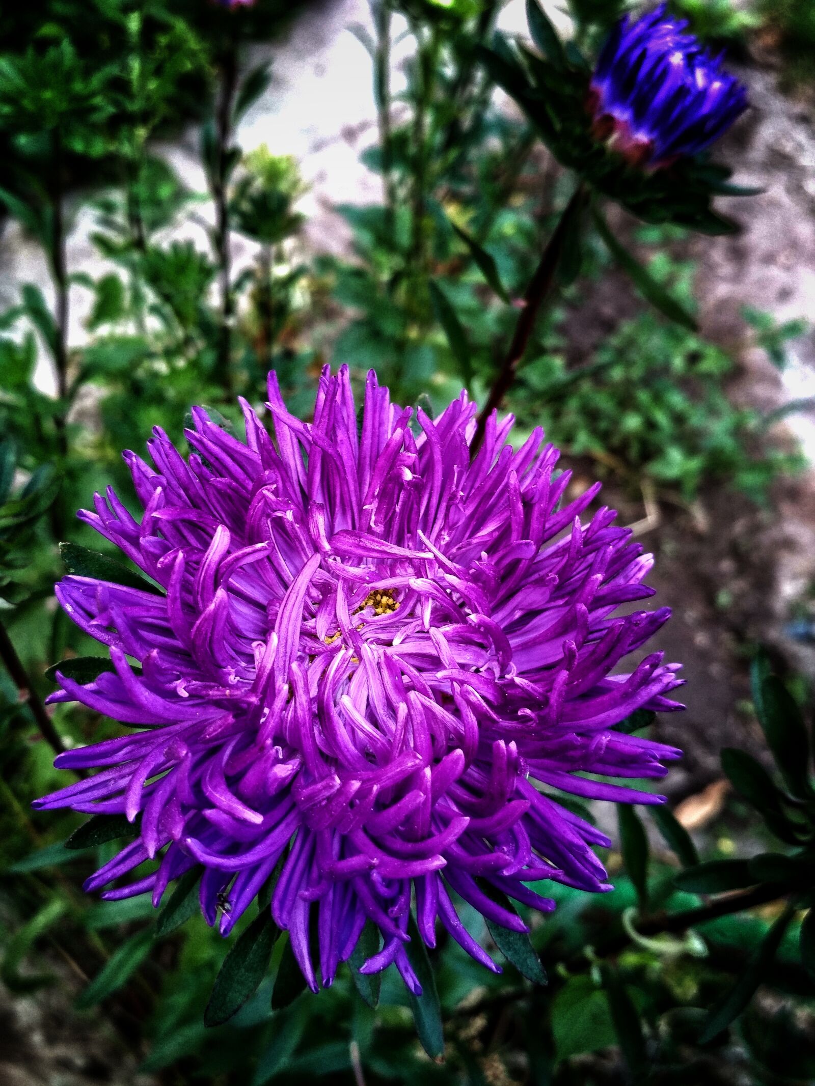 Xiaomi Redmi 4X sample photo. Astra, flower, purple photography