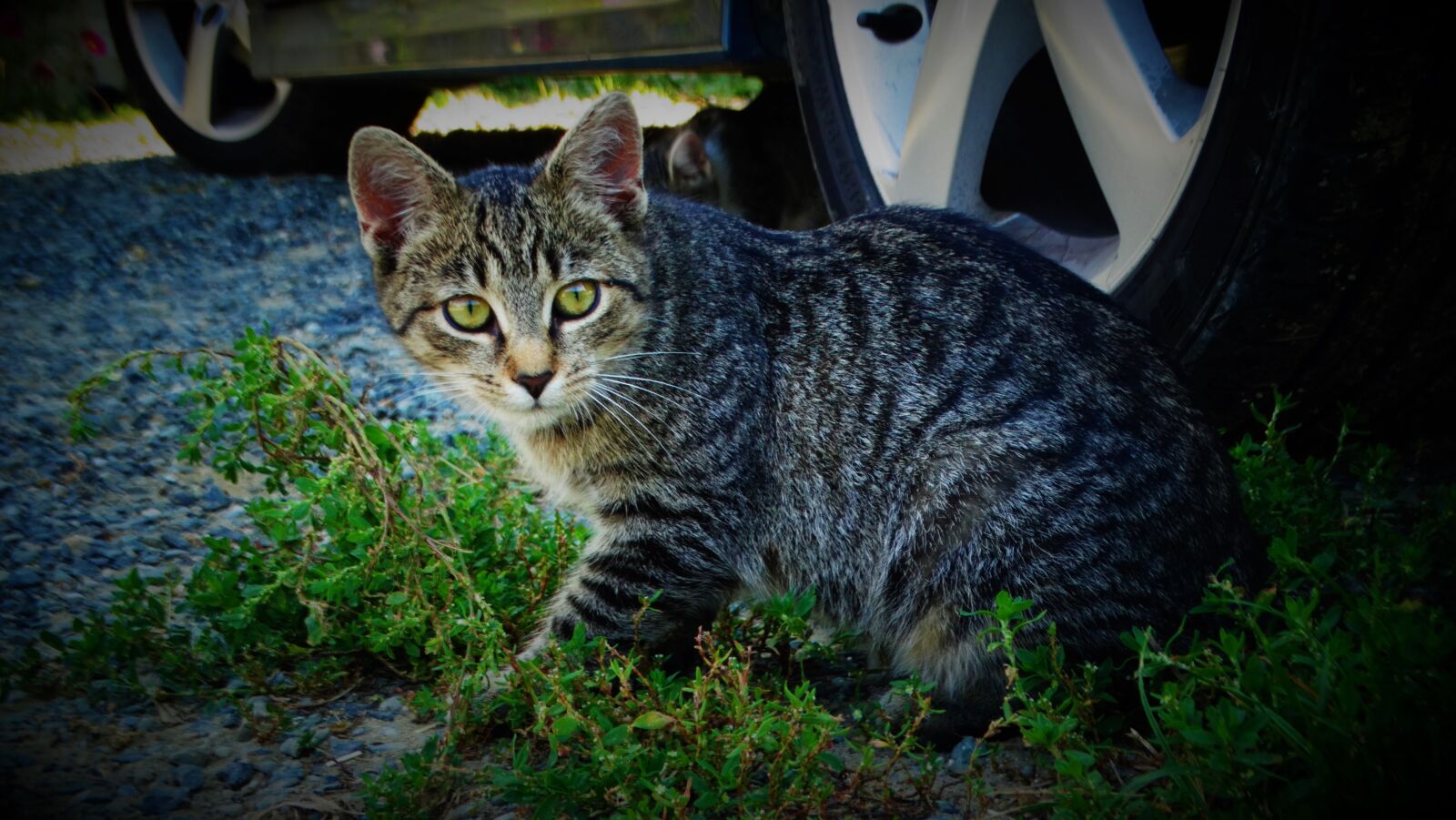 Sony Cyber-shot DSC-HX300 sample photo. Cat, kitten, animal photography