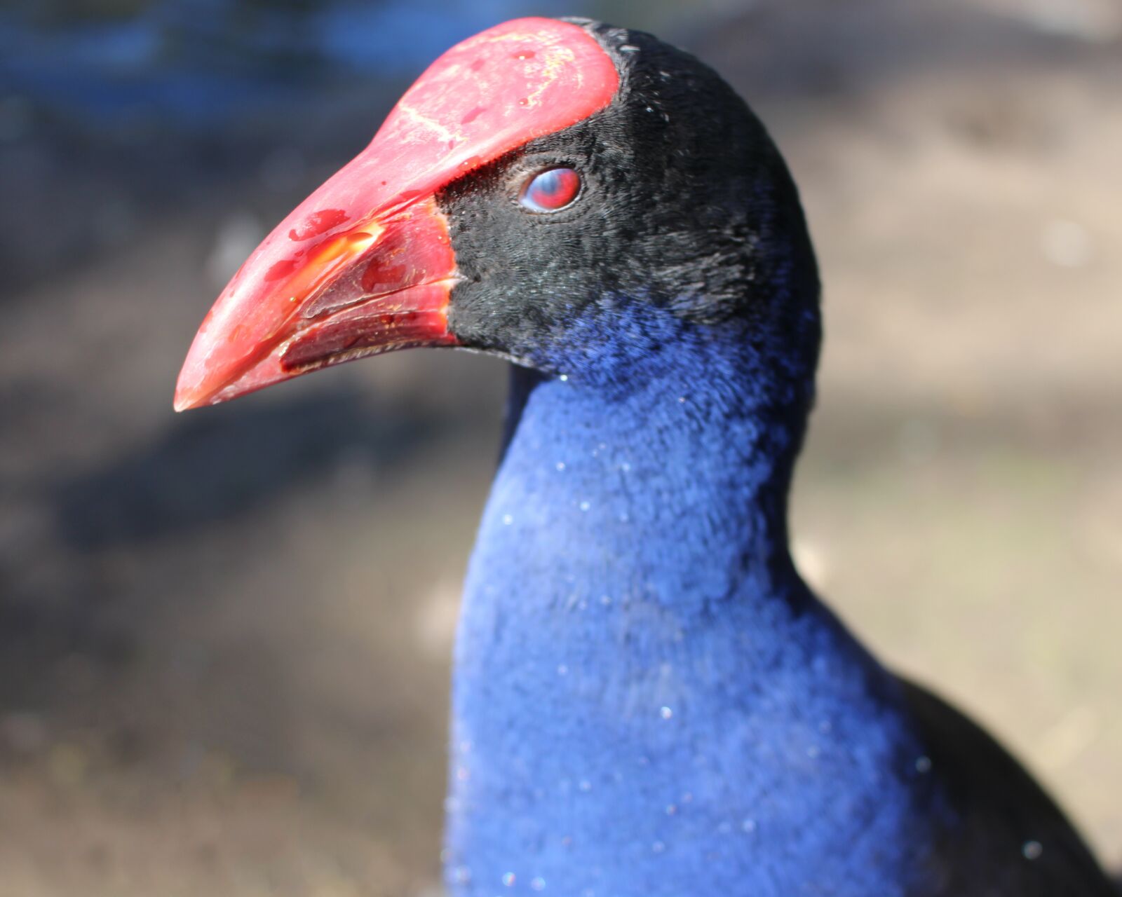 Canon EOS 700D (EOS Rebel T5i / EOS Kiss X7i) sample photo. Purple swamphen, moorhen, waterbird photography