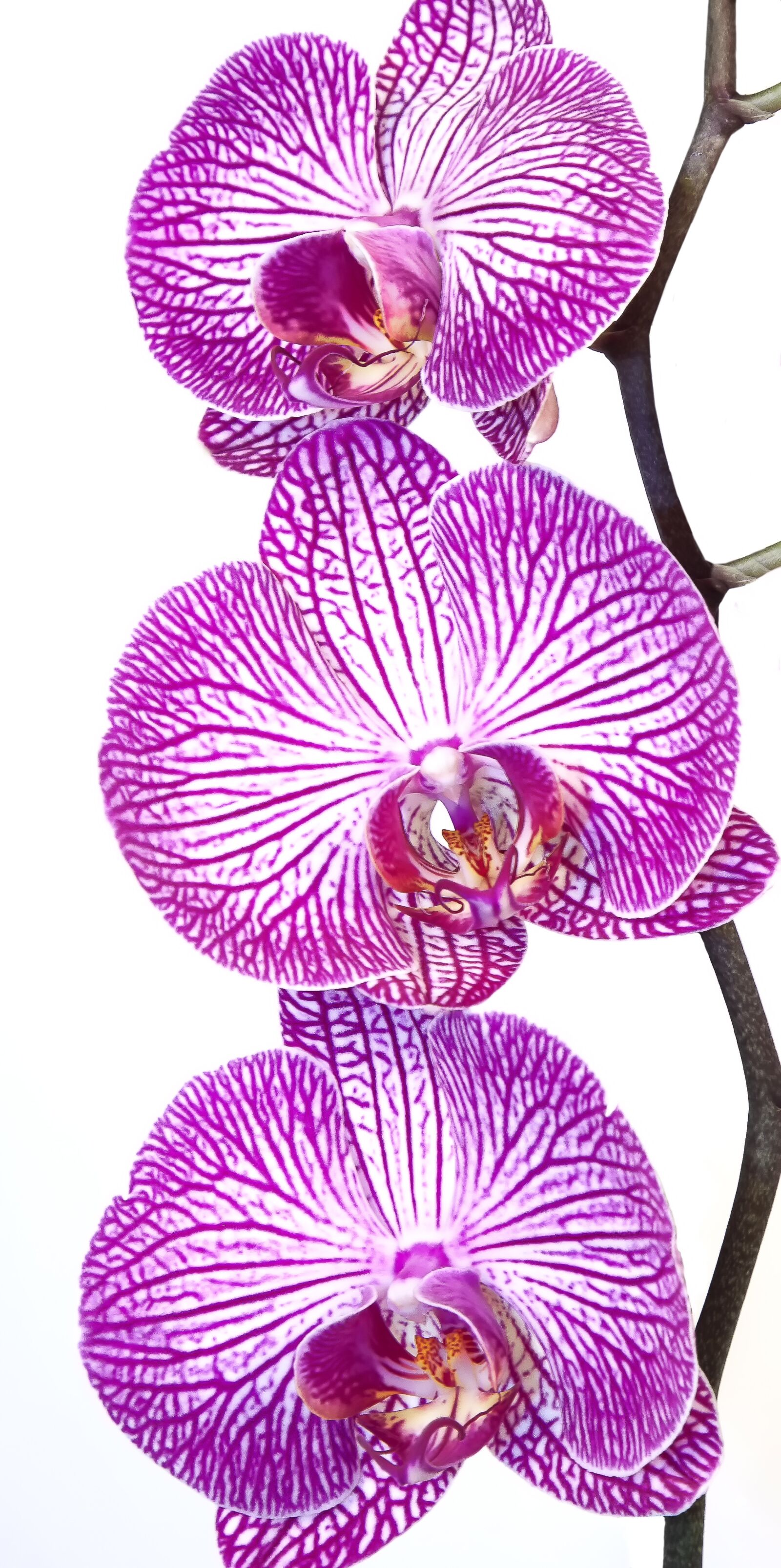 Canon EOS 50D + Canon EF 24-105mm F4L IS USM sample photo. Orchid, phalaenopsis, pink photography