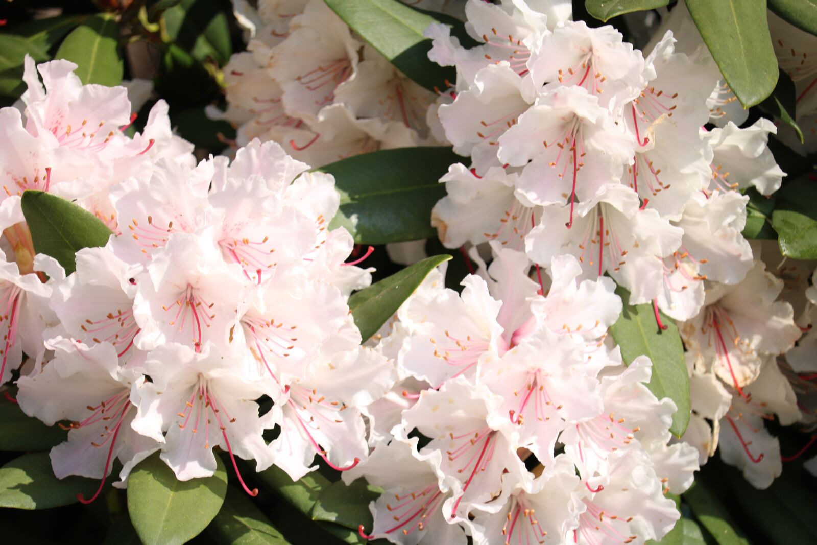 Canon EF-S 55-250mm F4-5.6 IS STM sample photo. Flowers, nature, blossom photography