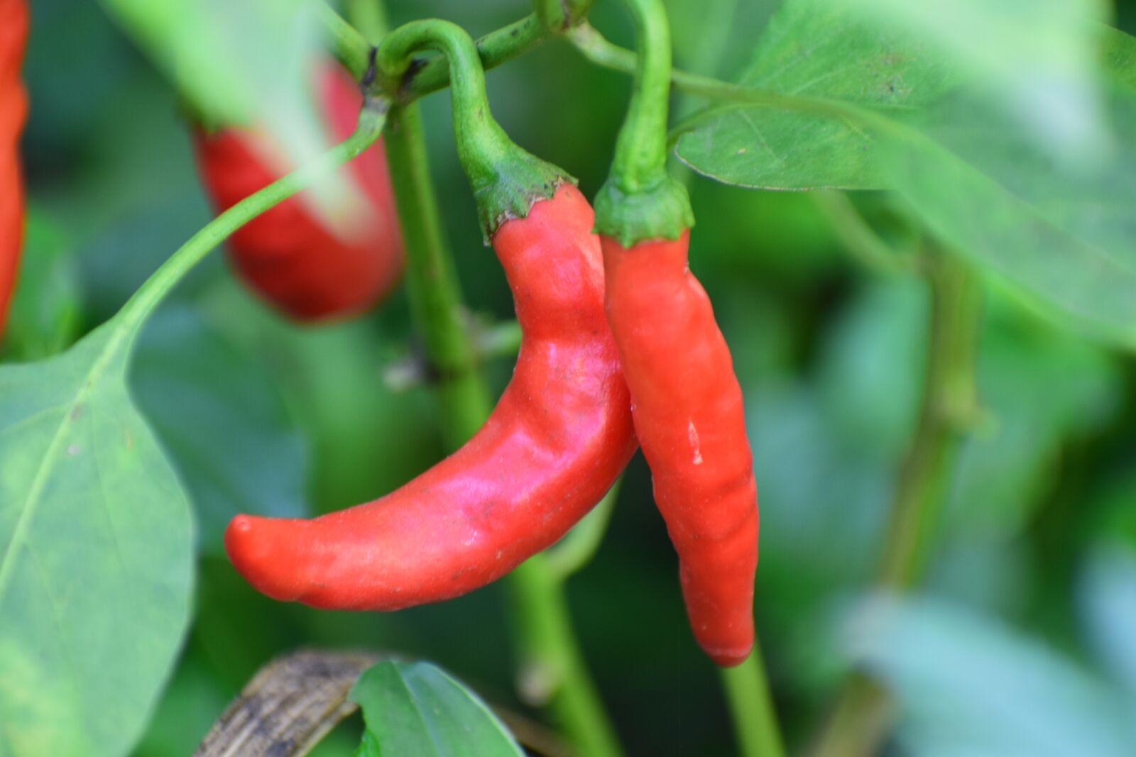 Nikon D3300 sample photo. Chili, plant, nature photography