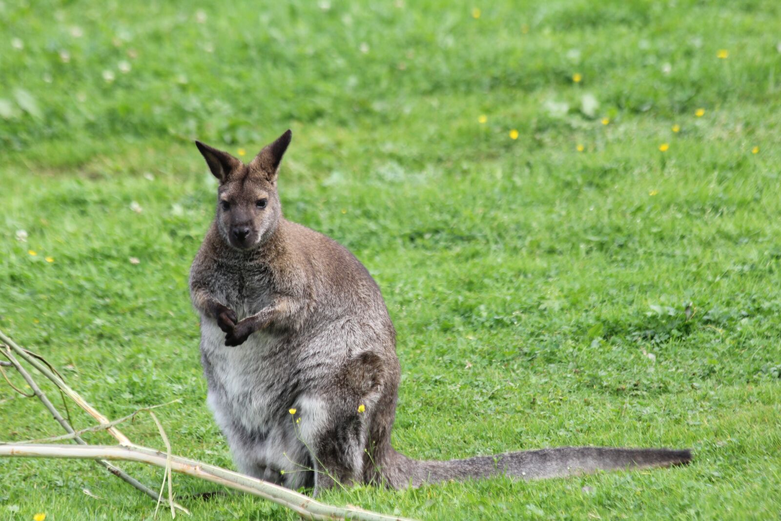 Canon EOS 60D sample photo. Kangaroo, thick, animal photography