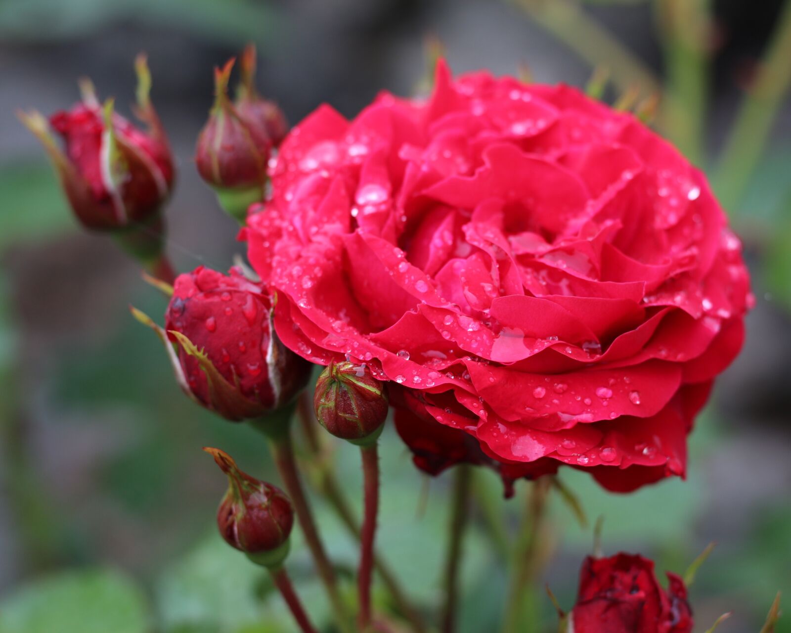 Canon EOS 700D (EOS Rebel T5i / EOS Kiss X7i) sample photo. Red, red rose, flower photography