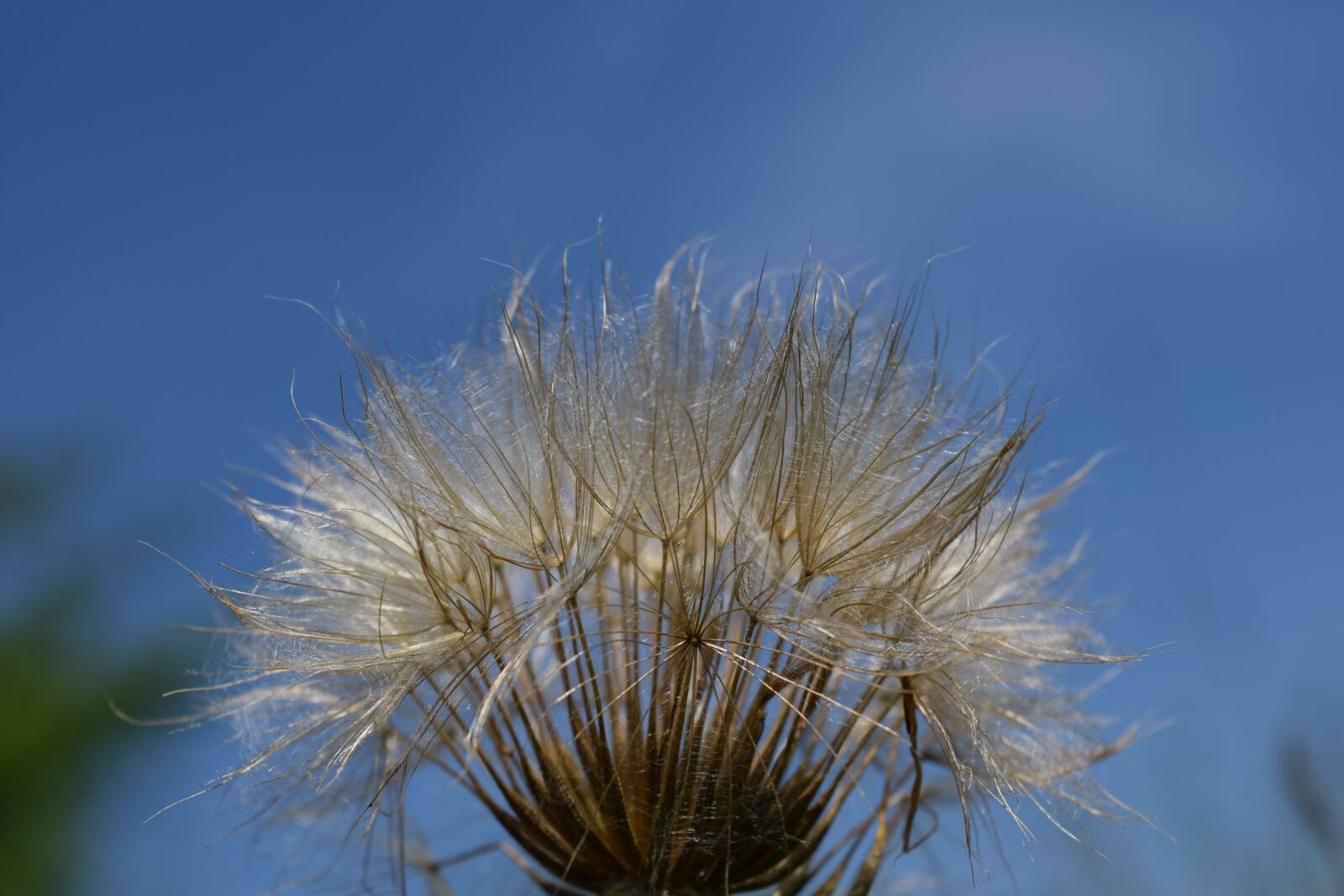 Nikon D3300 sample photo. Had salsify, dandelion, sky photography