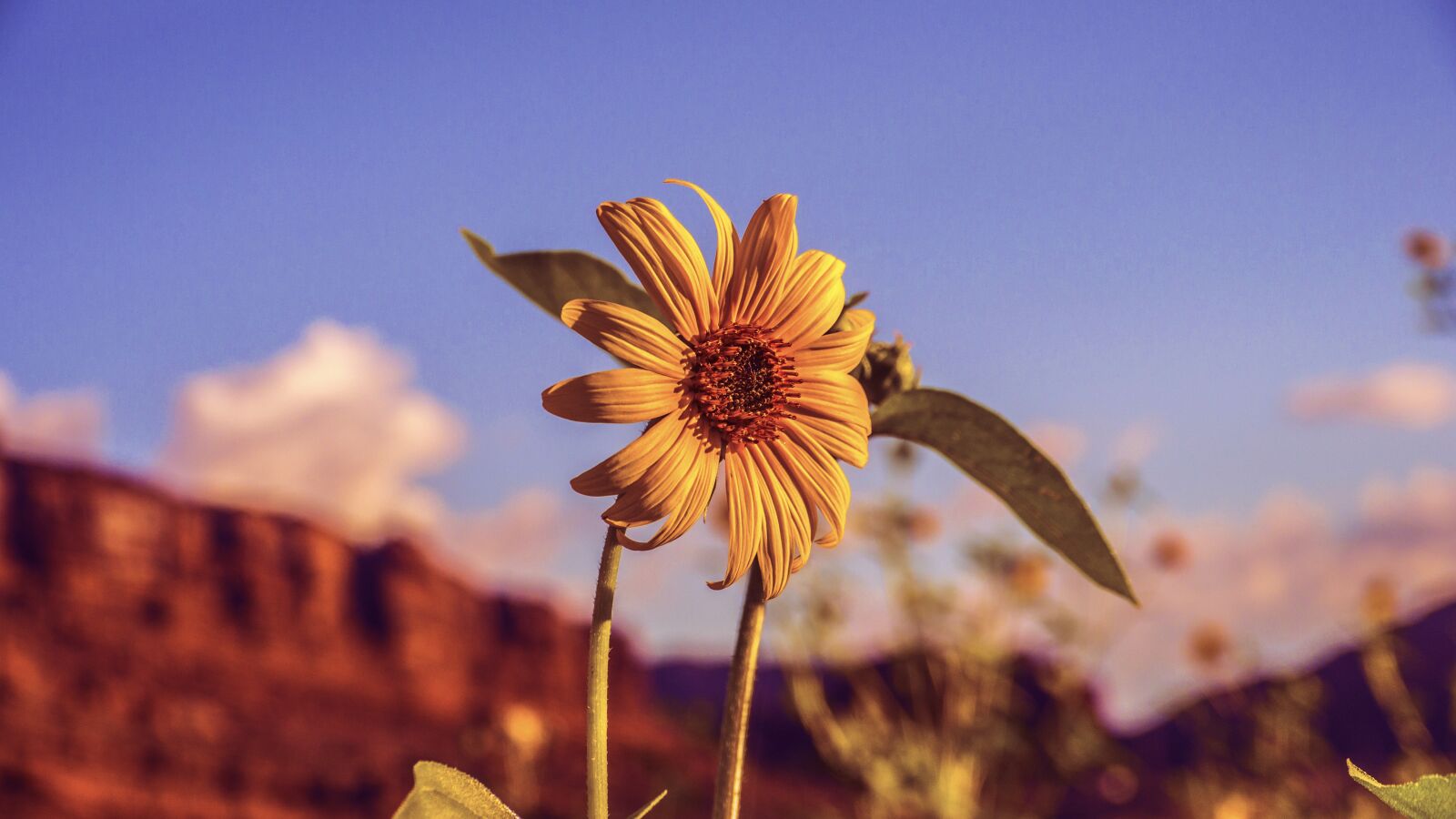 Panasonic Lumix DMC-GH2 sample photo. Sunflower, desert, yellow photography