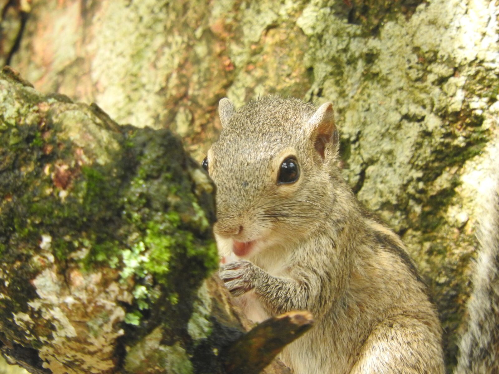 Nikon Coolpix P610 sample photo. Squirrel, anima, nature photography