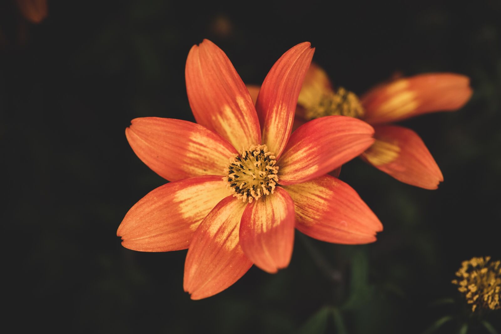 Nikon D750 sample photo. Flowers, orange, spring flowers photography