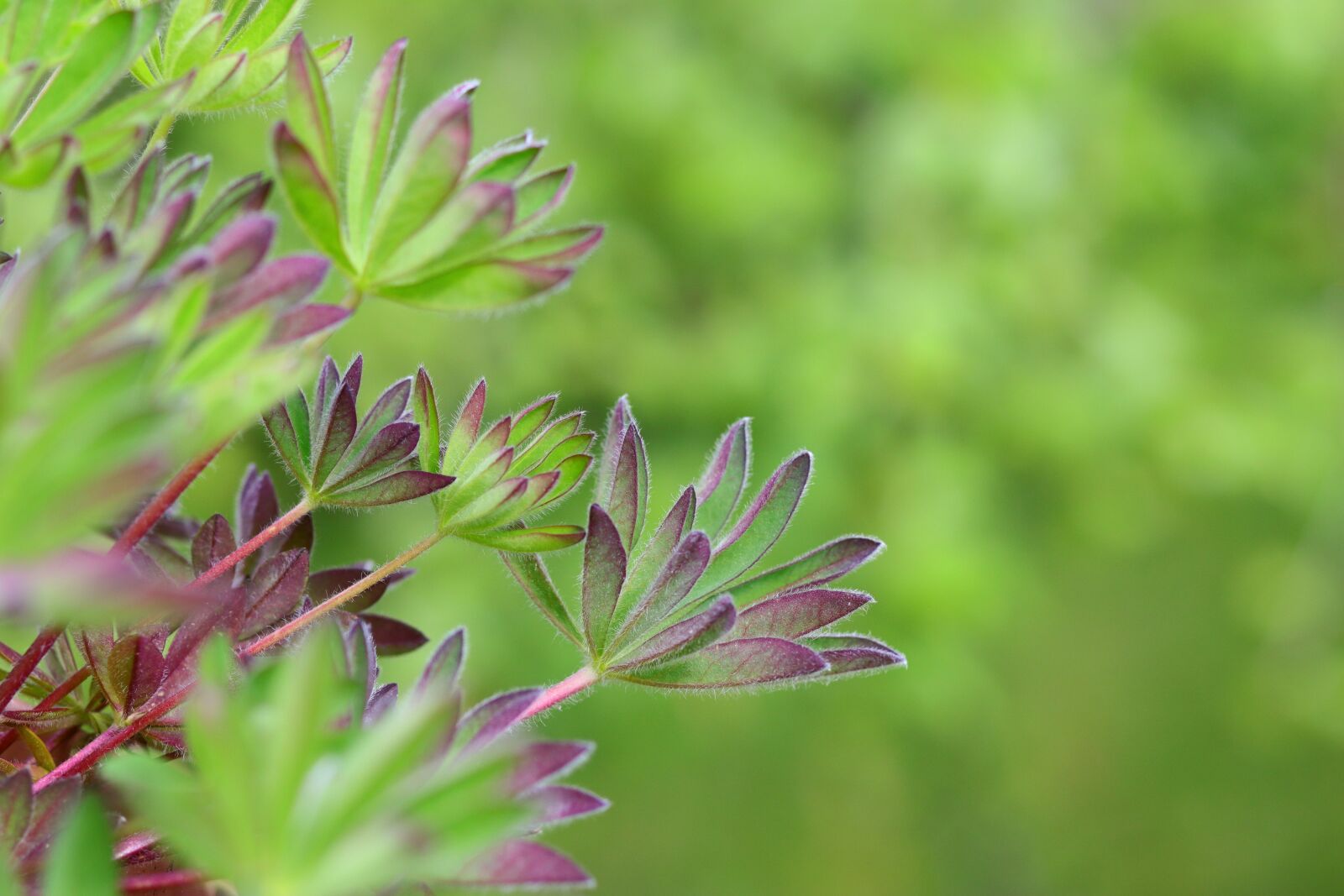 Canon EF 85mm F1.8 USM sample photo. Lupine, leaves, green photography