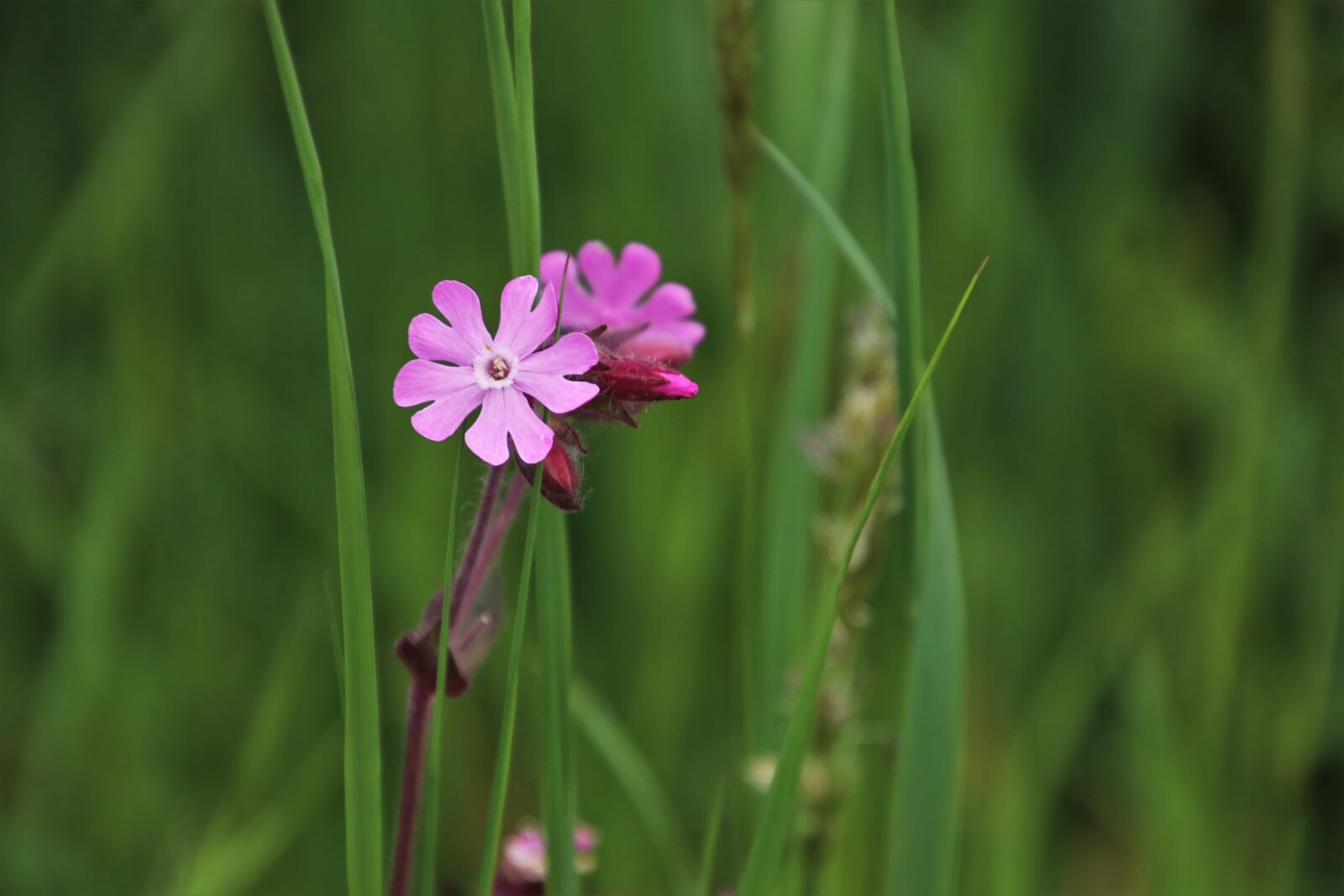 Canon EOS 80D sample photo. Green, meadow, the delicacy photography
