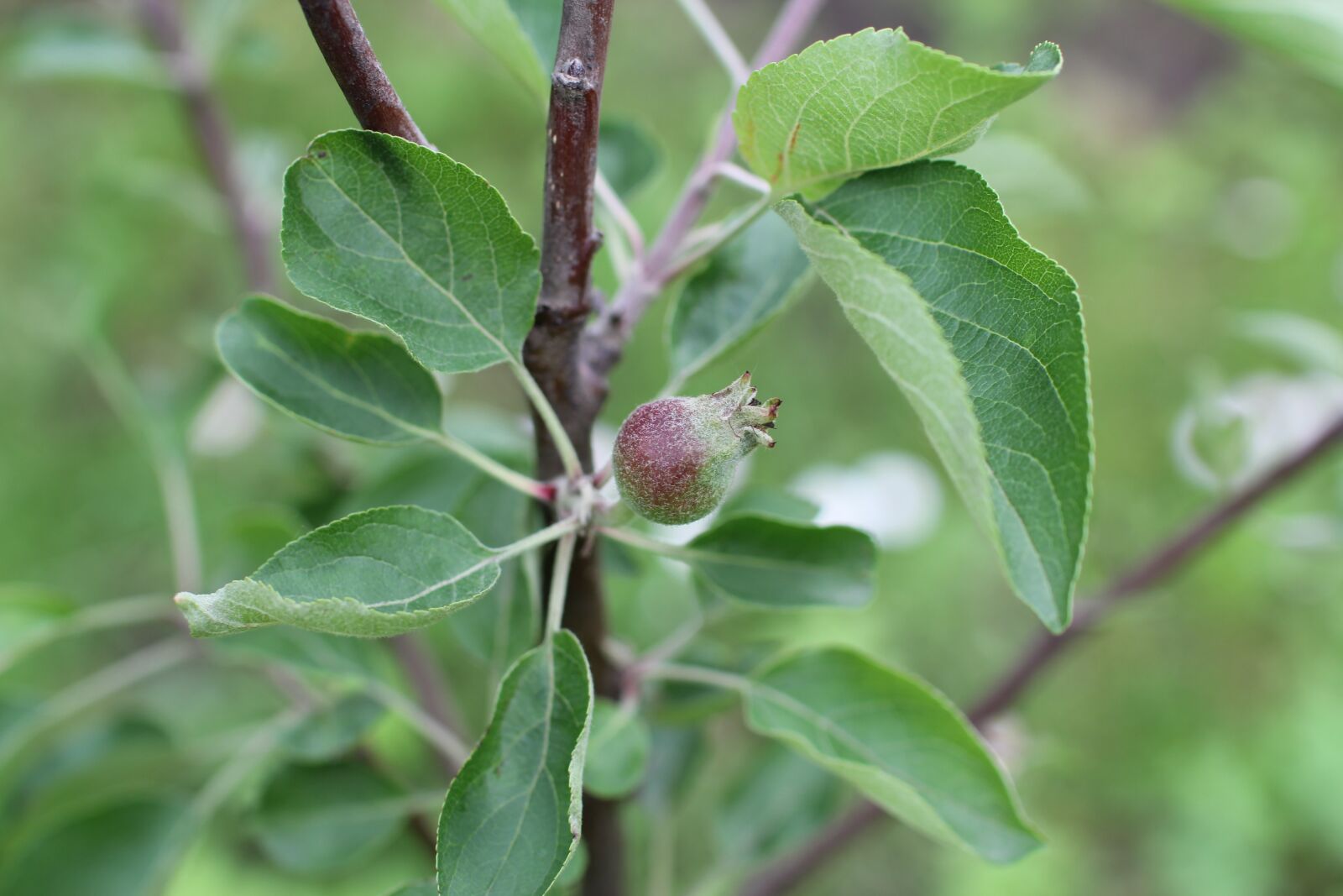 Canon EOS 60D sample photo. Apple, apple tree, fruit photography