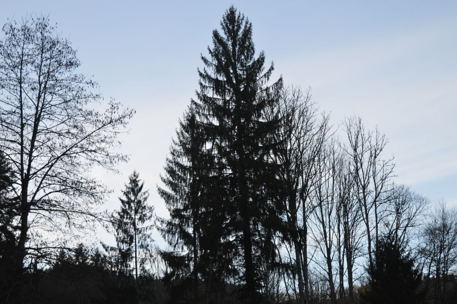 Nikon D3200 sample photo. Forest, sky, shadow photography