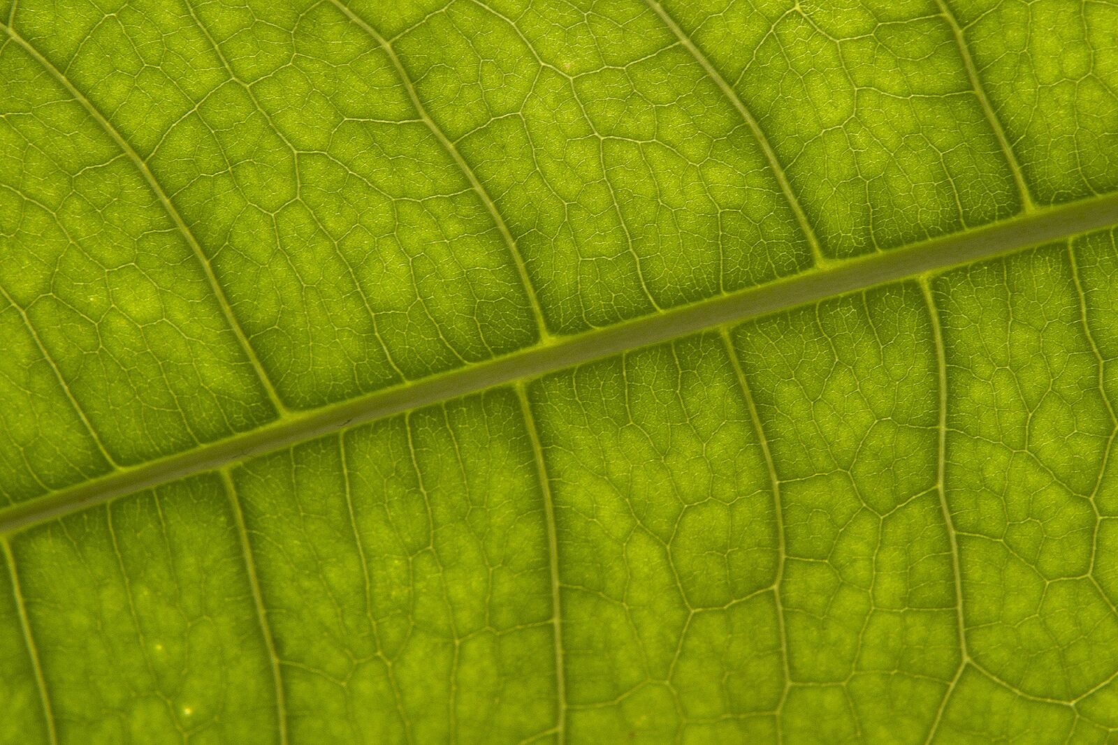 Canon EOS 10D sample photo. Sheet, plant, vein photography