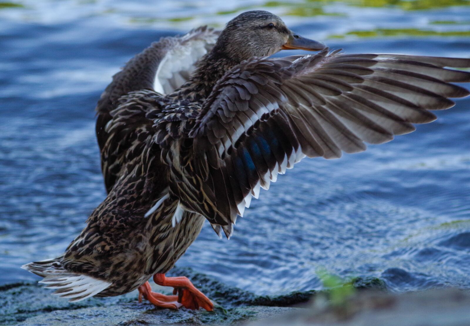 Pentax K-30 sample photo. Duck, flying, wing photography