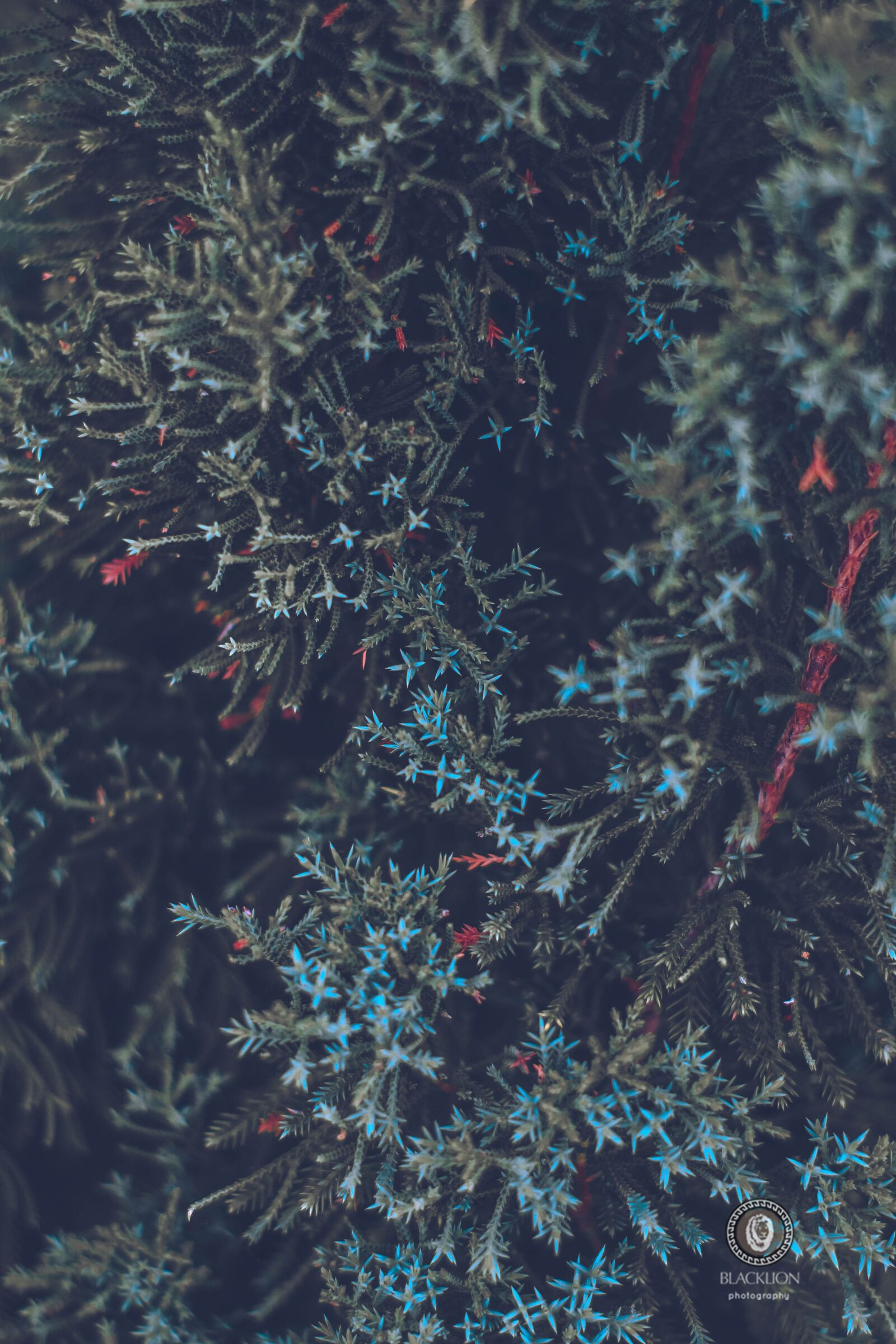 Canon EOS 650D (EOS Rebel T4i / EOS Kiss X6i) sample photo. Floral, christmas, wallpaper photography