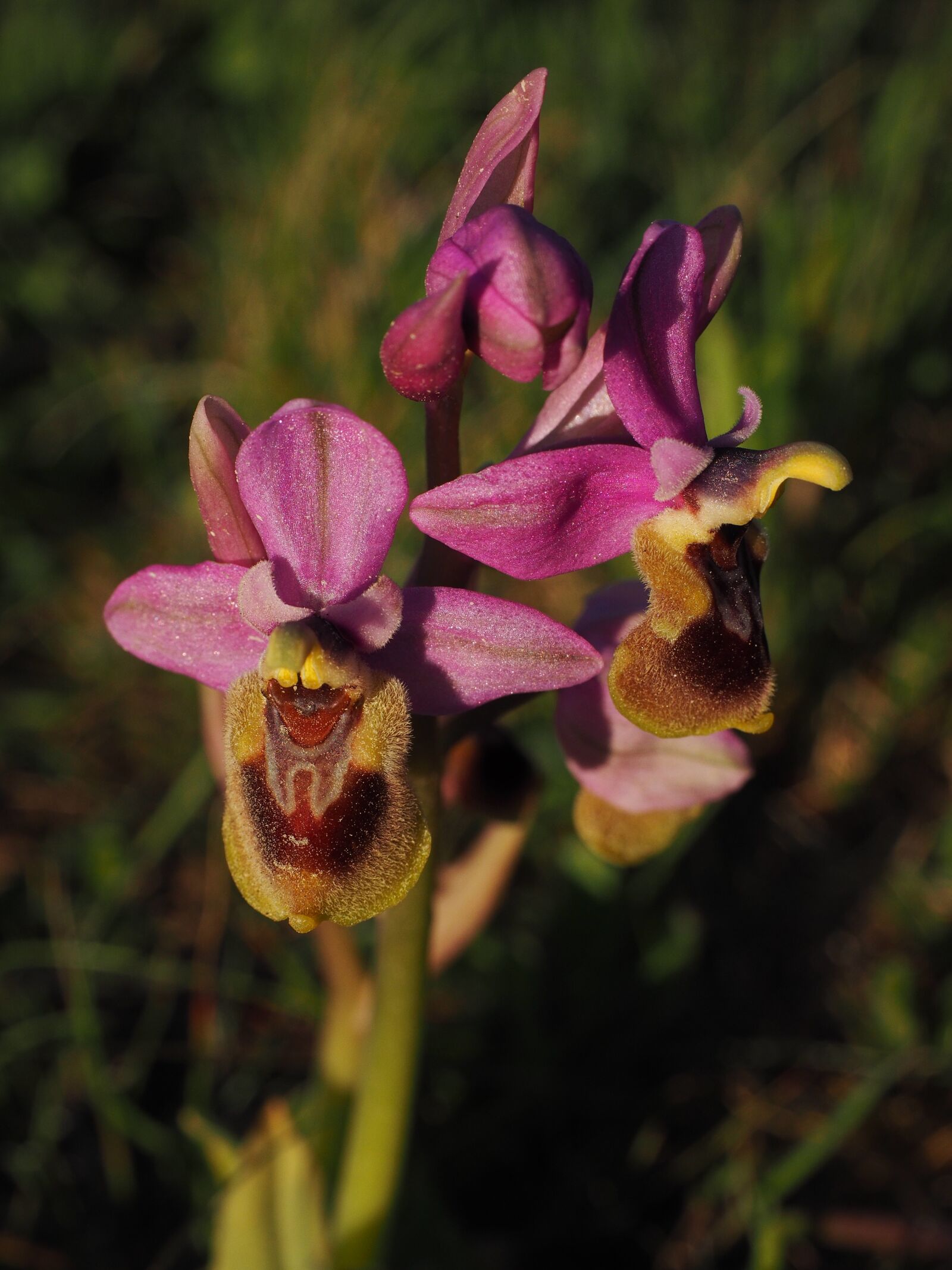 Olympus OM-D E-M1 + Olympus M.Zuiko Digital ED 12-40mm F2.8 Pro sample photo. Ophrys tenthredinifera, orchid, flower photography