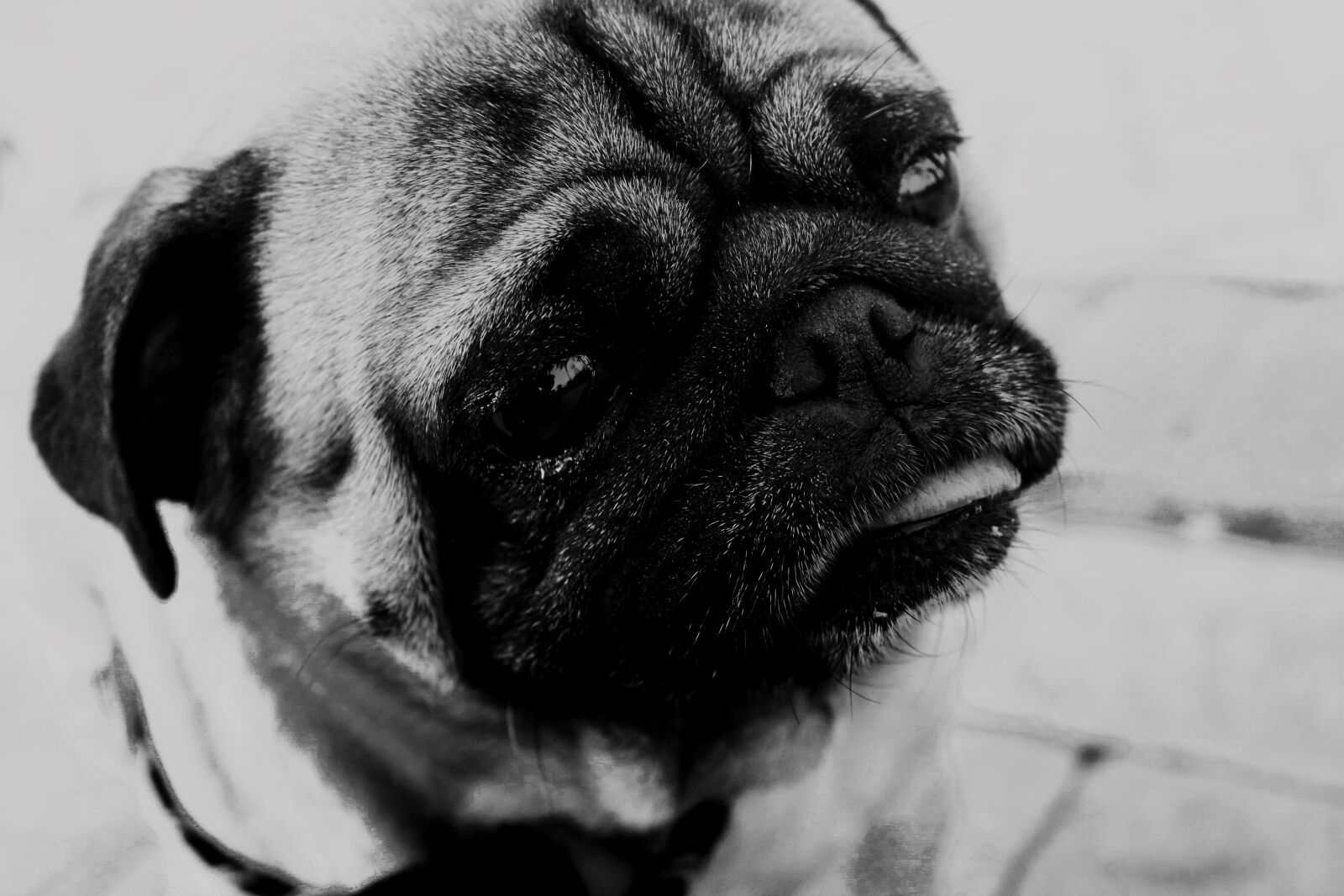 Canon EOS 1100D (EOS Rebel T3 / EOS Kiss X50) sample photo. Dog, pug, animal photography