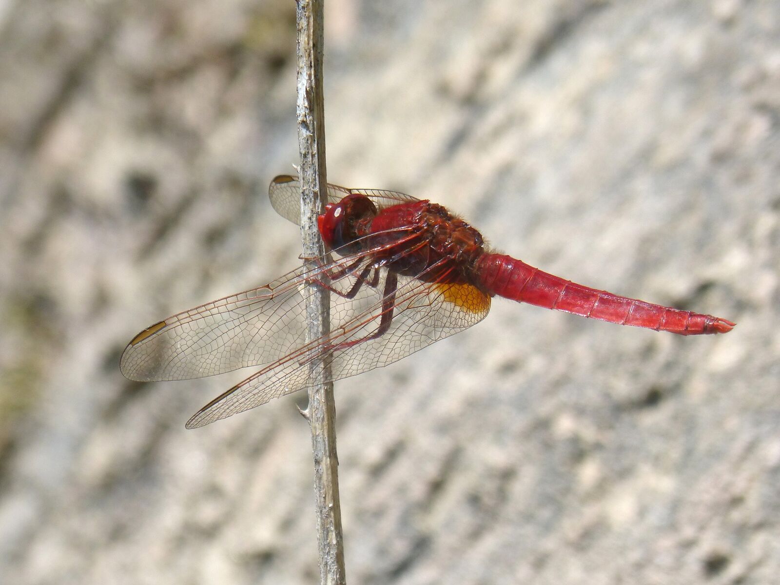 Panasonic DMC-FZ62 sample photo. Red dragonfly, stem, erythraea photography