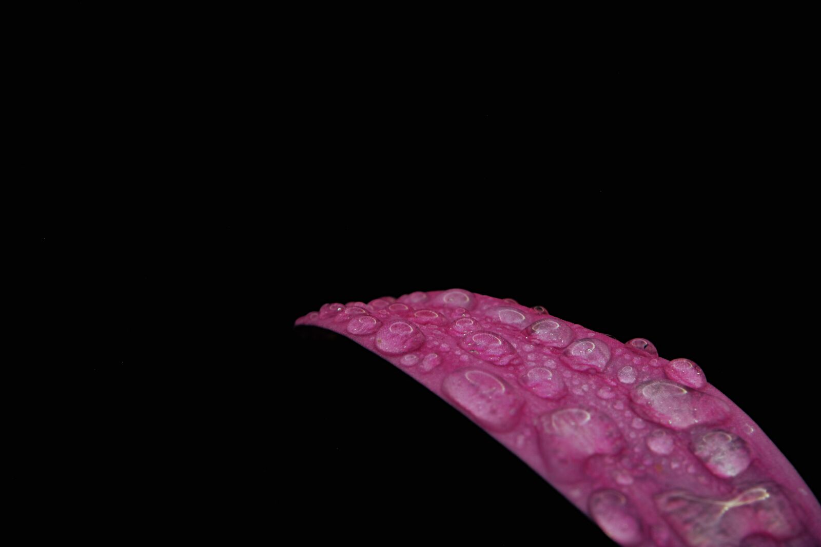 Canon EOS 750D (EOS Rebel T6i / EOS Kiss X8i) sample photo. Flower, petal, stem photography
