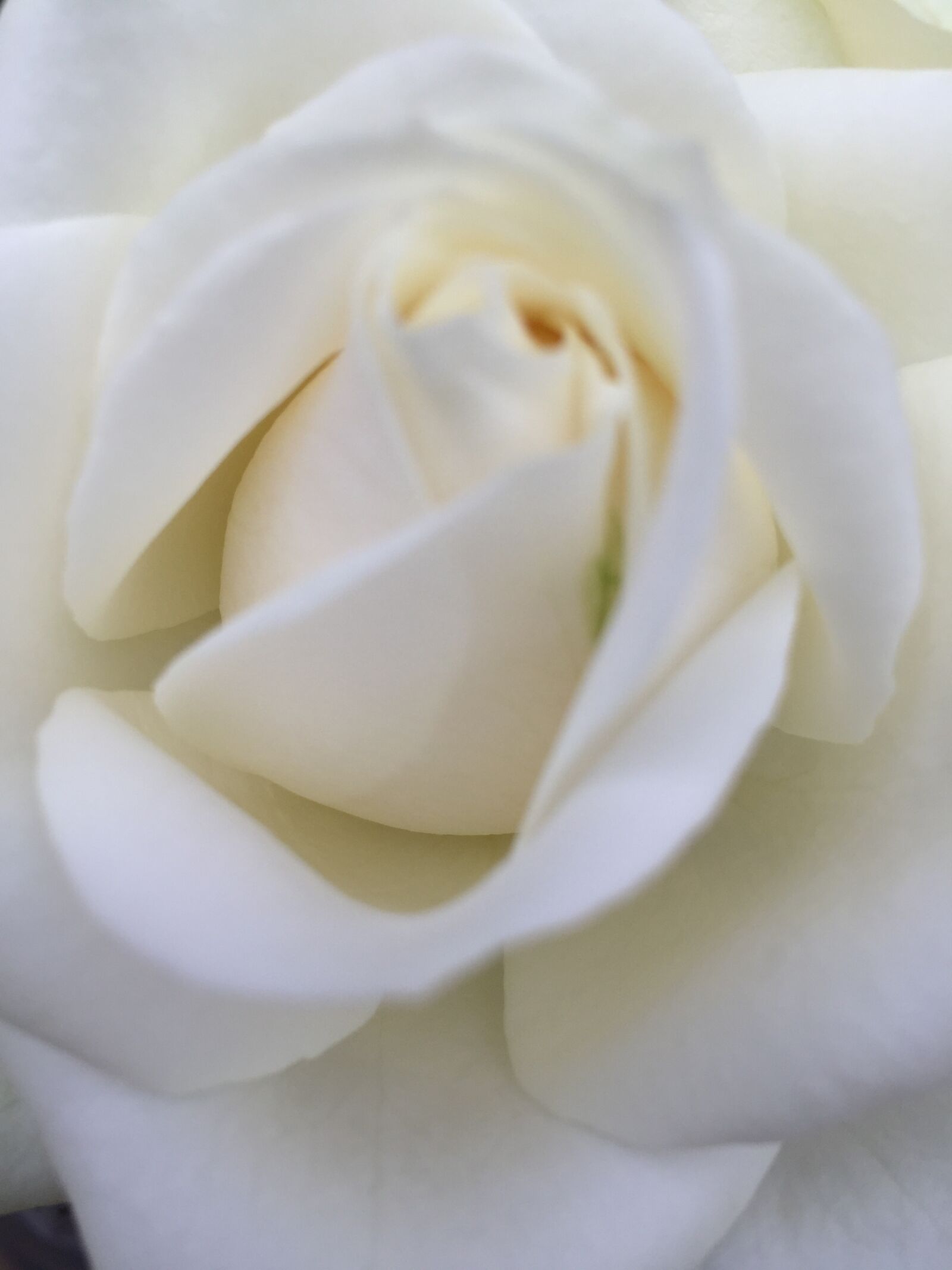 iPhone 6 back camera 4.15mm f/2.2 sample photo. Rose, white, rose photography