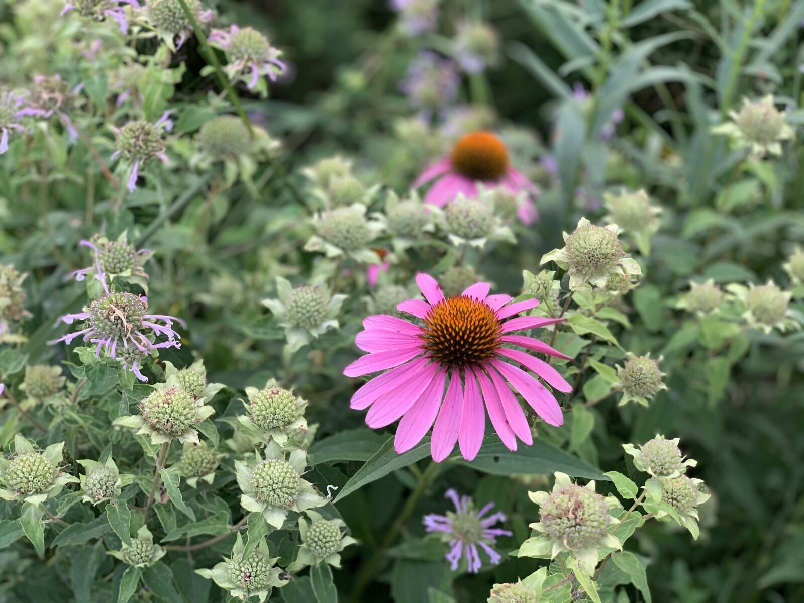 Apple iPhone XS Max + iPhone XS Max back dual camera 6mm f/2.4 sample photo. Flower, blossom, garden photography