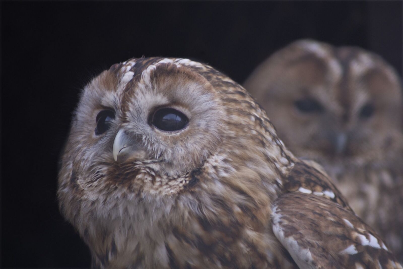 Pentax K-3 sample photo. Nature, owl, állatportré photography