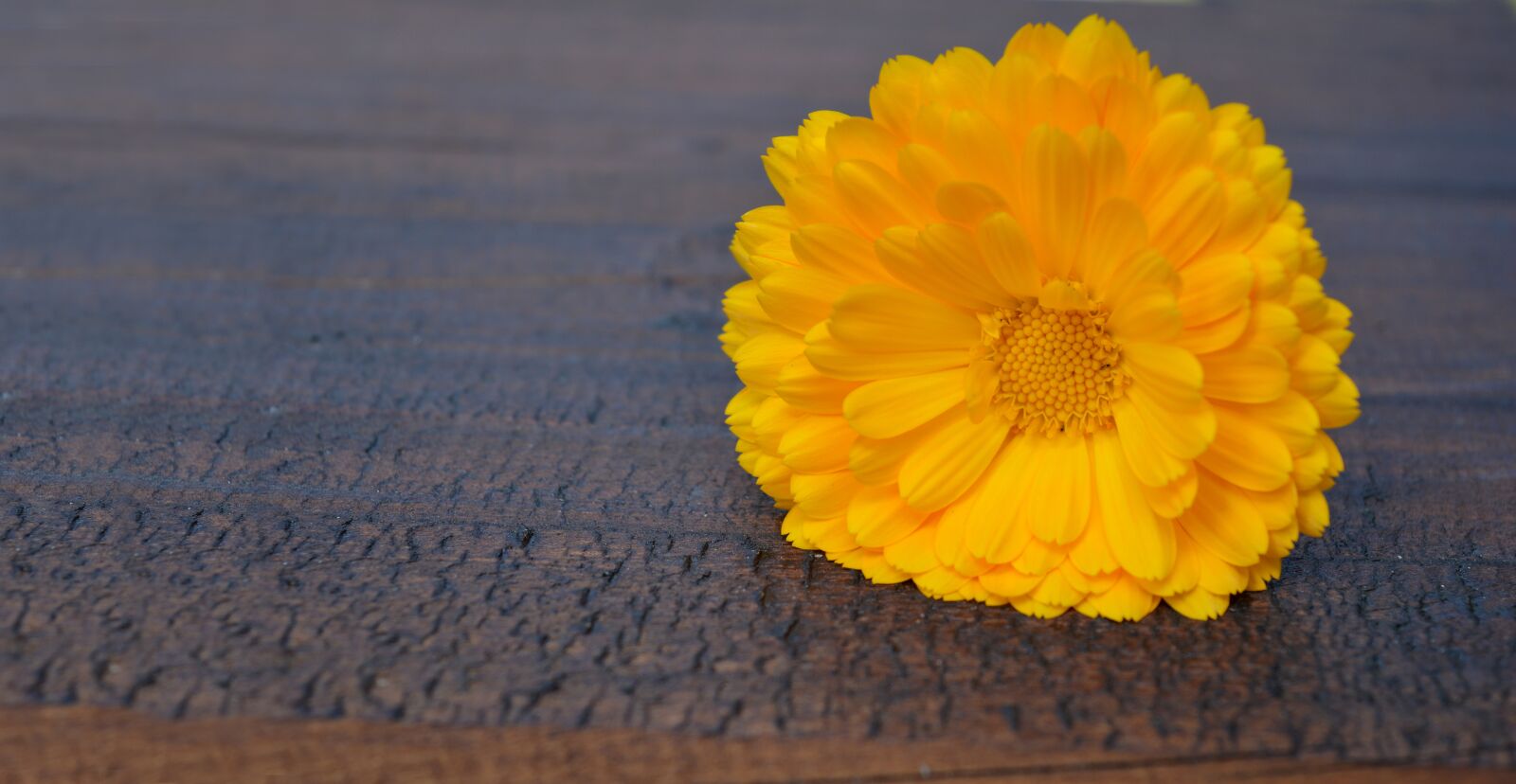Nikon D3200 sample photo. Blossom, bloom, marigold photography