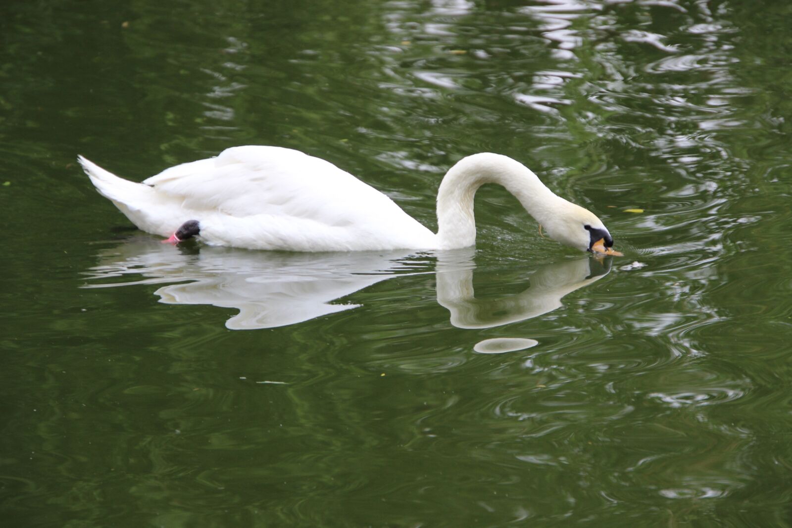 Canon EOS 600D (Rebel EOS T3i / EOS Kiss X5) sample photo. Swan, white swan, bird photography